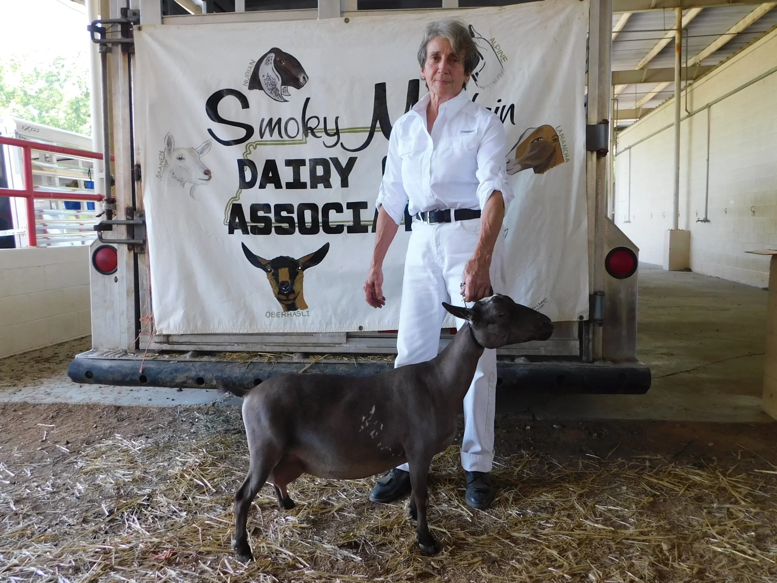 Yadira won two Grands (Ring 2 and 3) at the Smokey Mt. Dairy Goat Association show on May 18, 2019.Her final leg was won at the May Spring Fling in Lebanon, when she came in Reserve to a doe who was already a Finished Champion.