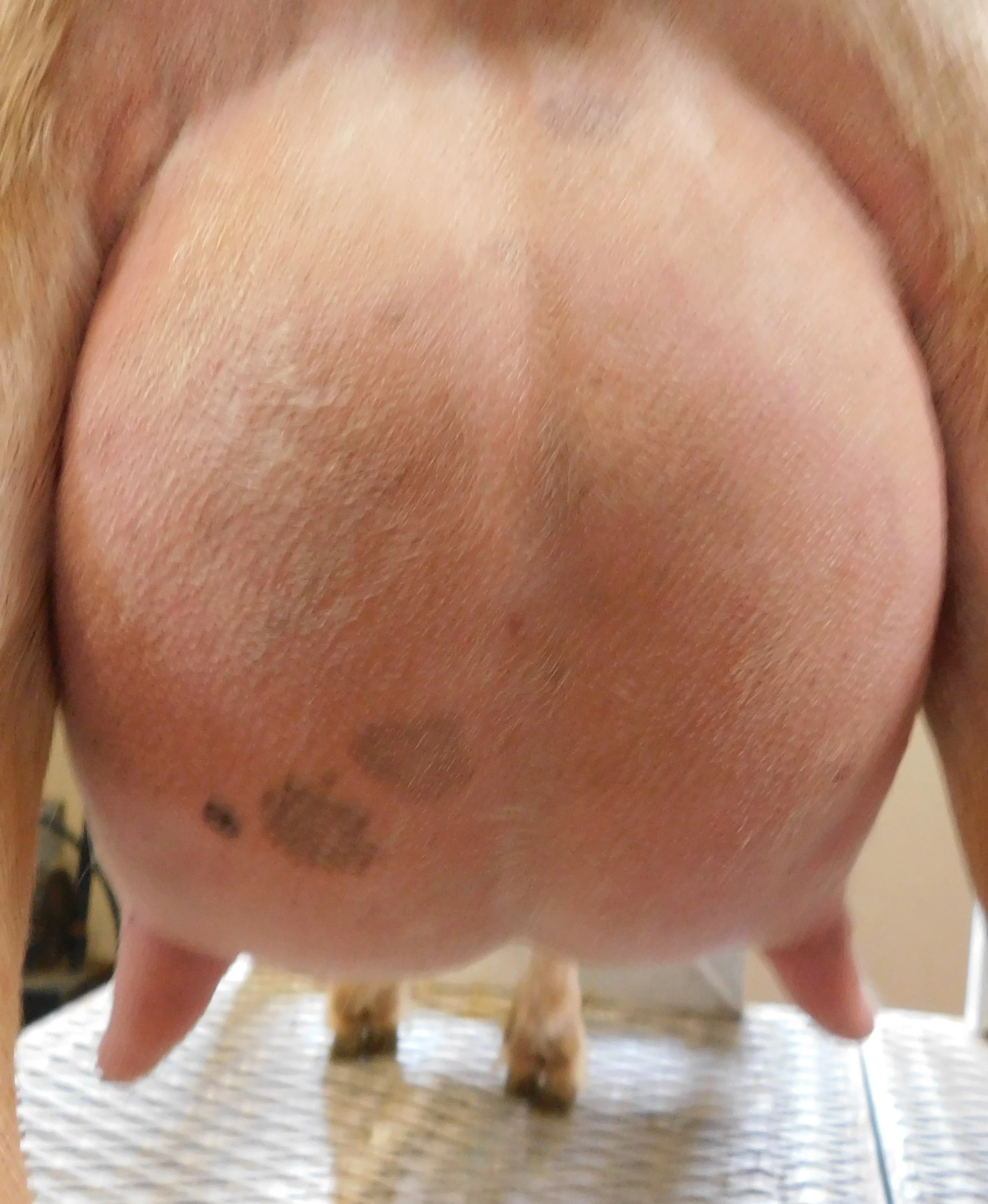 penelope rear udder 6 19.JPG