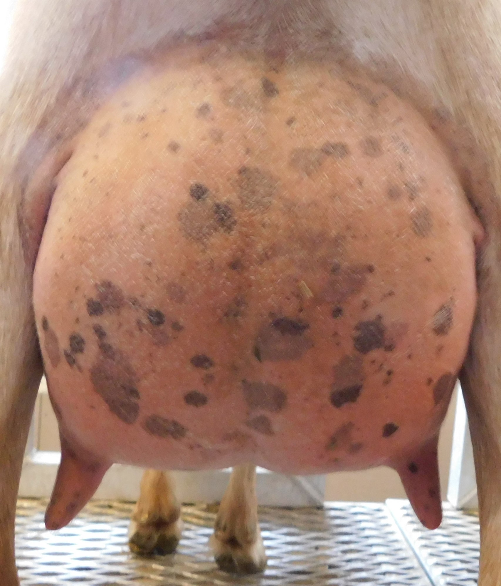 Queenleigh rear udder 6 19.JPG
