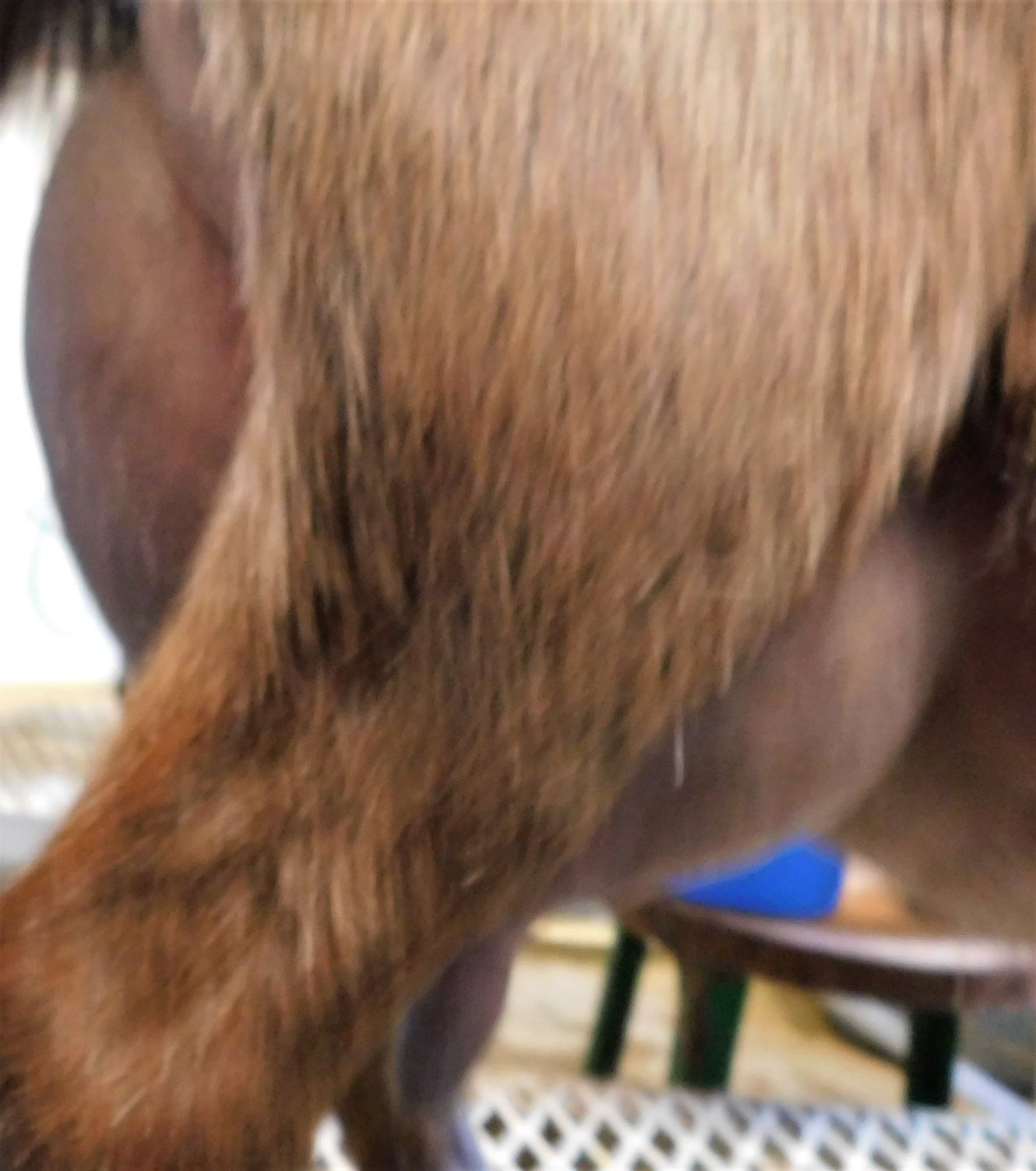 12 hour udder 4/2019