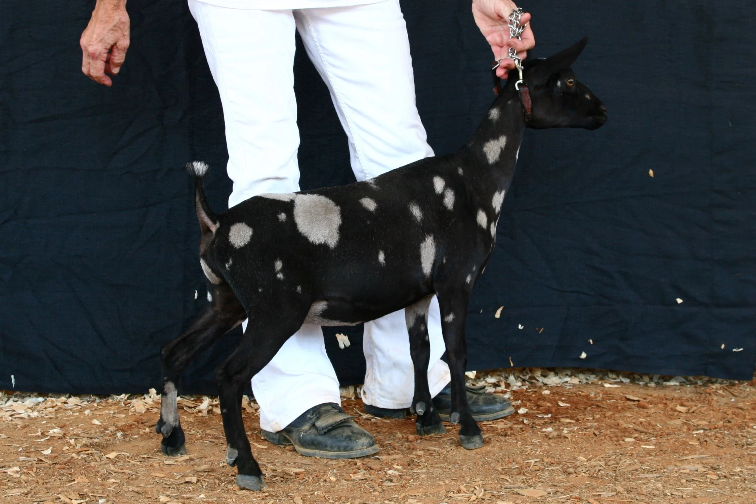 Junior photo of Eve at the Wilson Co. Fair 8/18/2019
