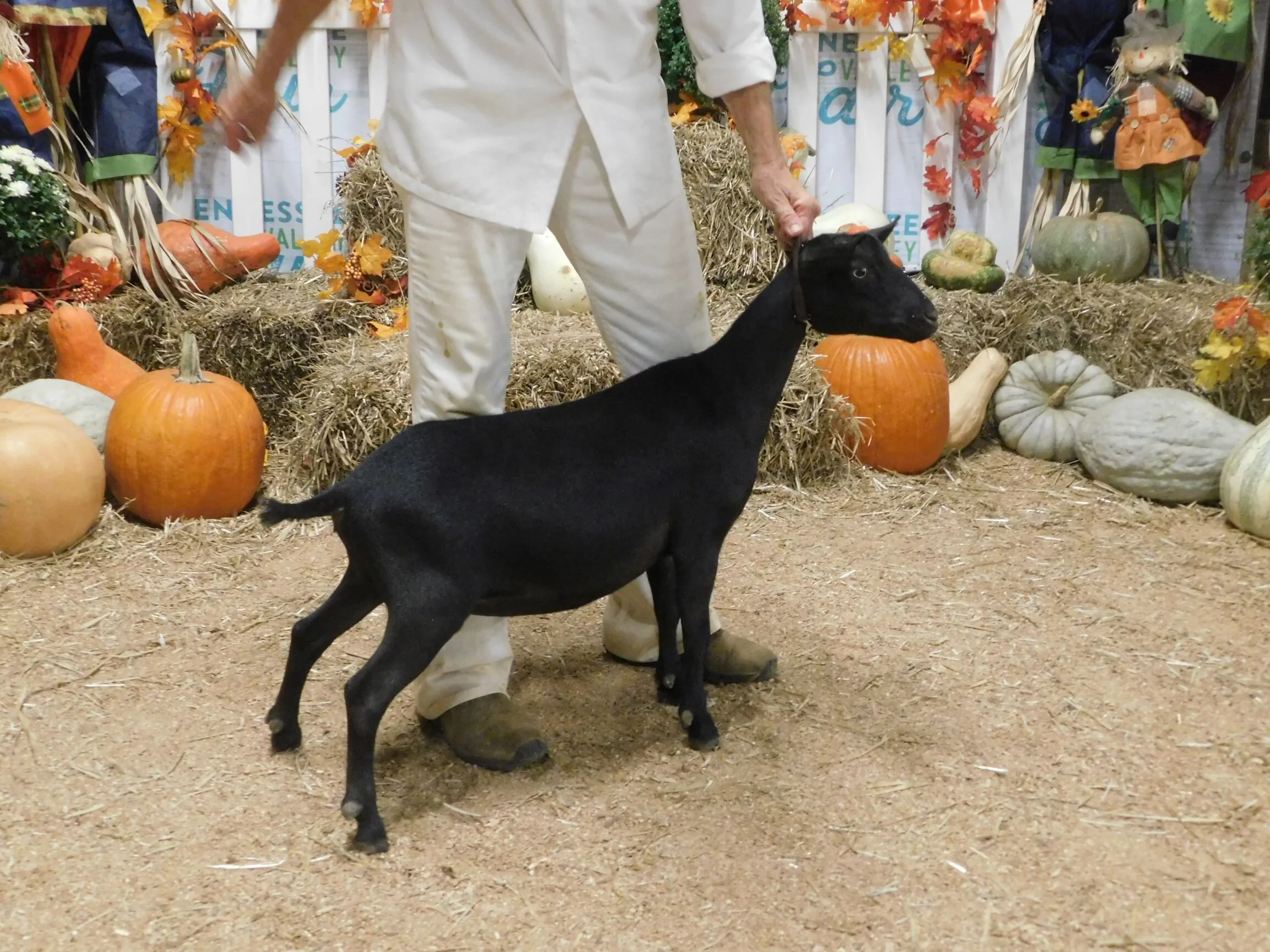 at the Tennessee Valley Fair 9/14/2019