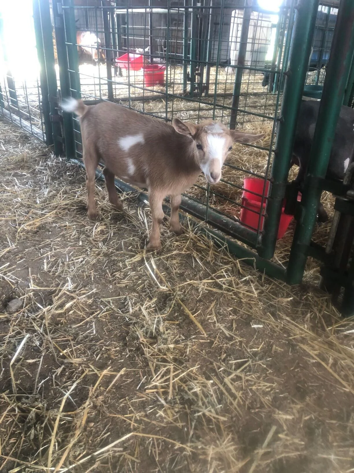 Lucia 8/13/2019