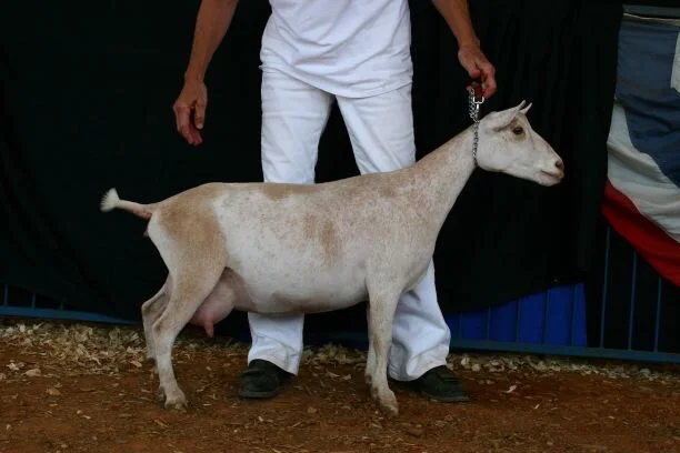 Saffron for thumbnail.JPG