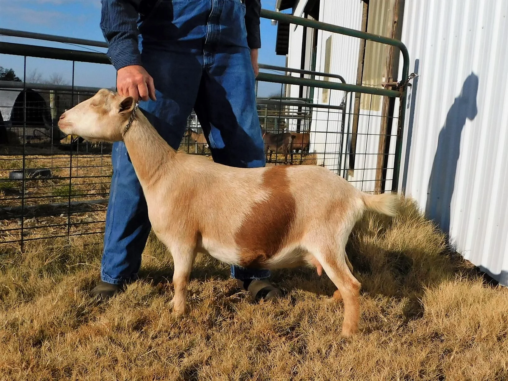 Another First Freshener that we missed a photo opportunity on - shown here milked out at the end of her lactation in November 2019 - udder pictures below