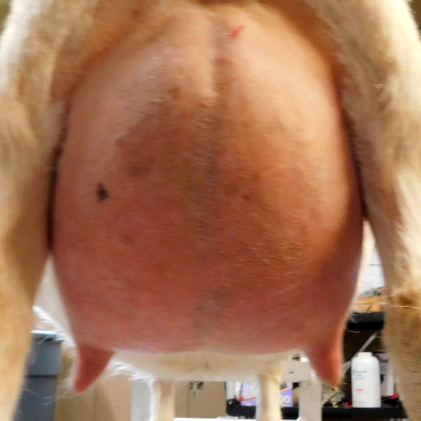 12 hour udder 4/28/20