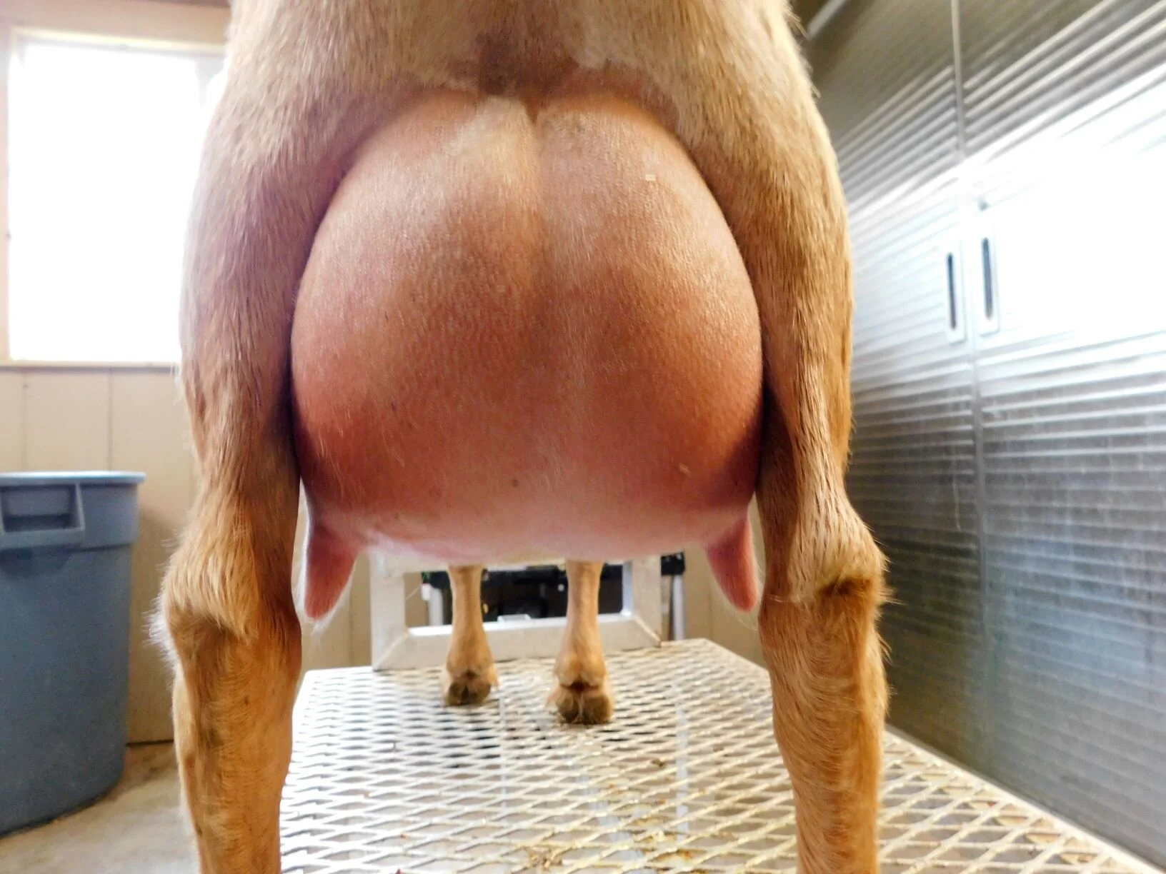 First Freshener 12 hour udder 4/28/20