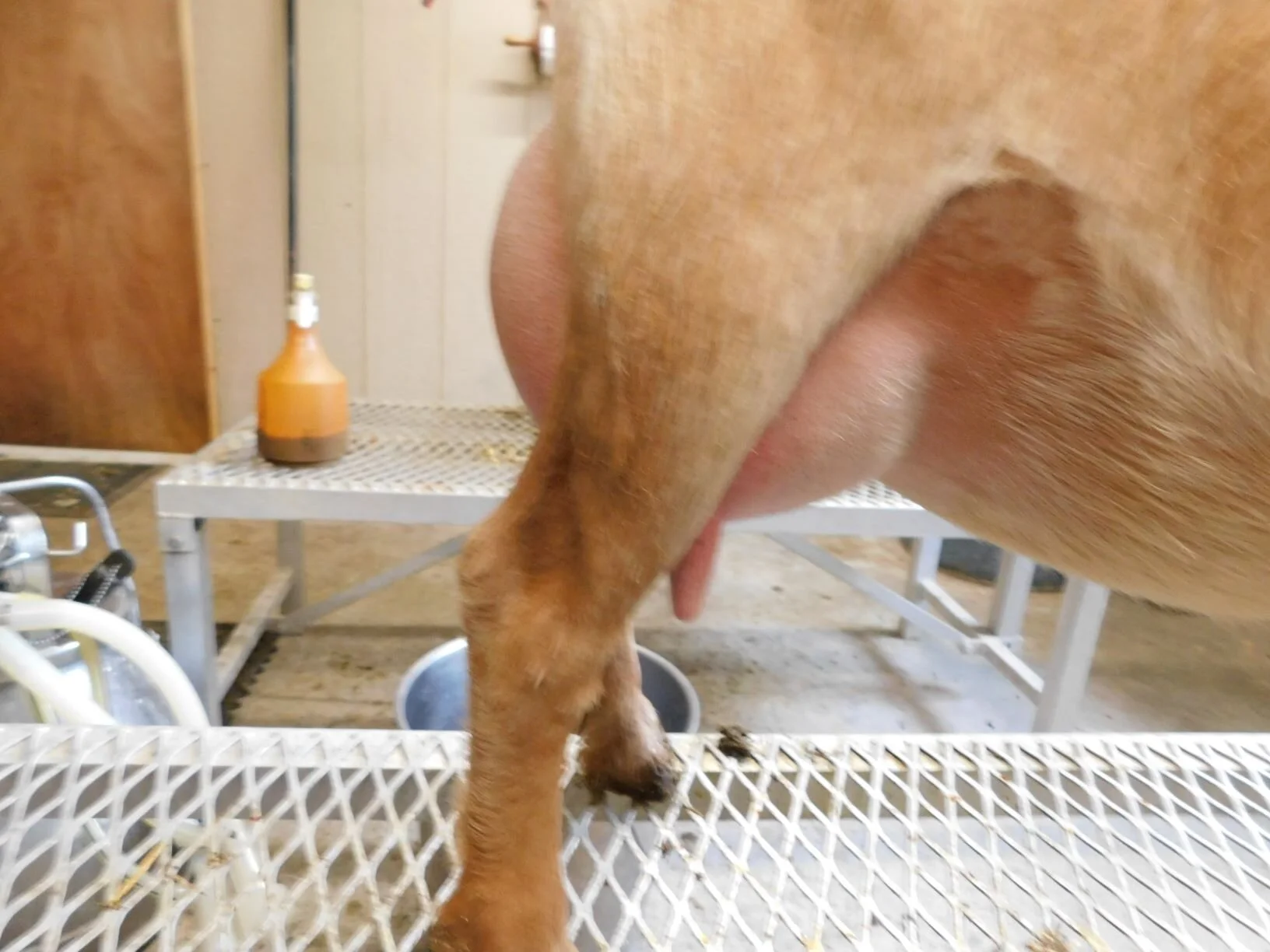 First freshener udder 4/28/20