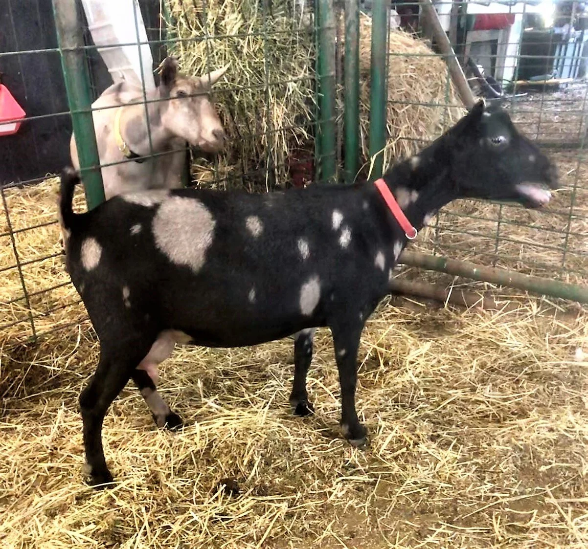 un-posed photo of Eve on 5/31/2020