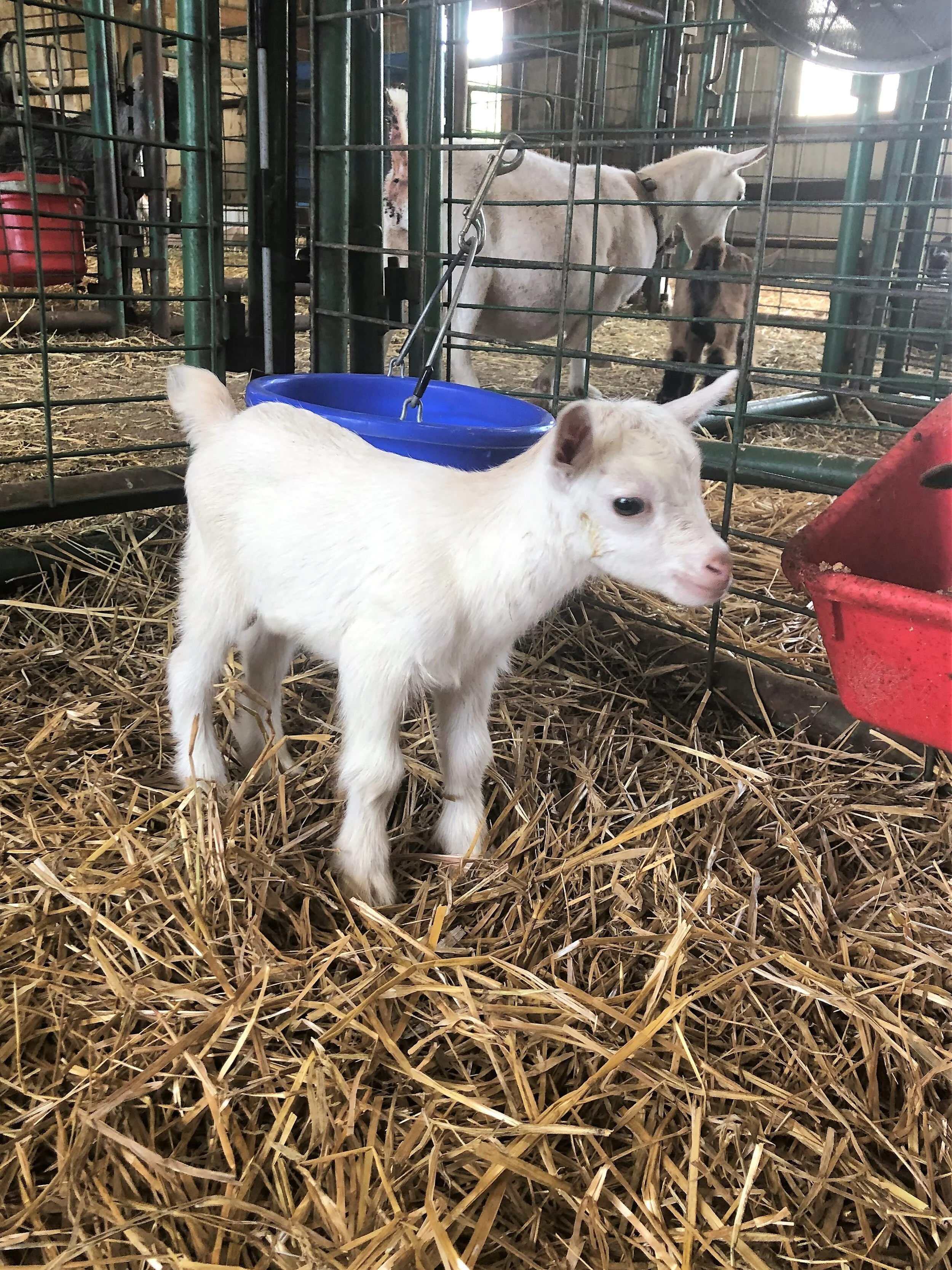 Kokonut on 6/13/2020 about a day and a half old