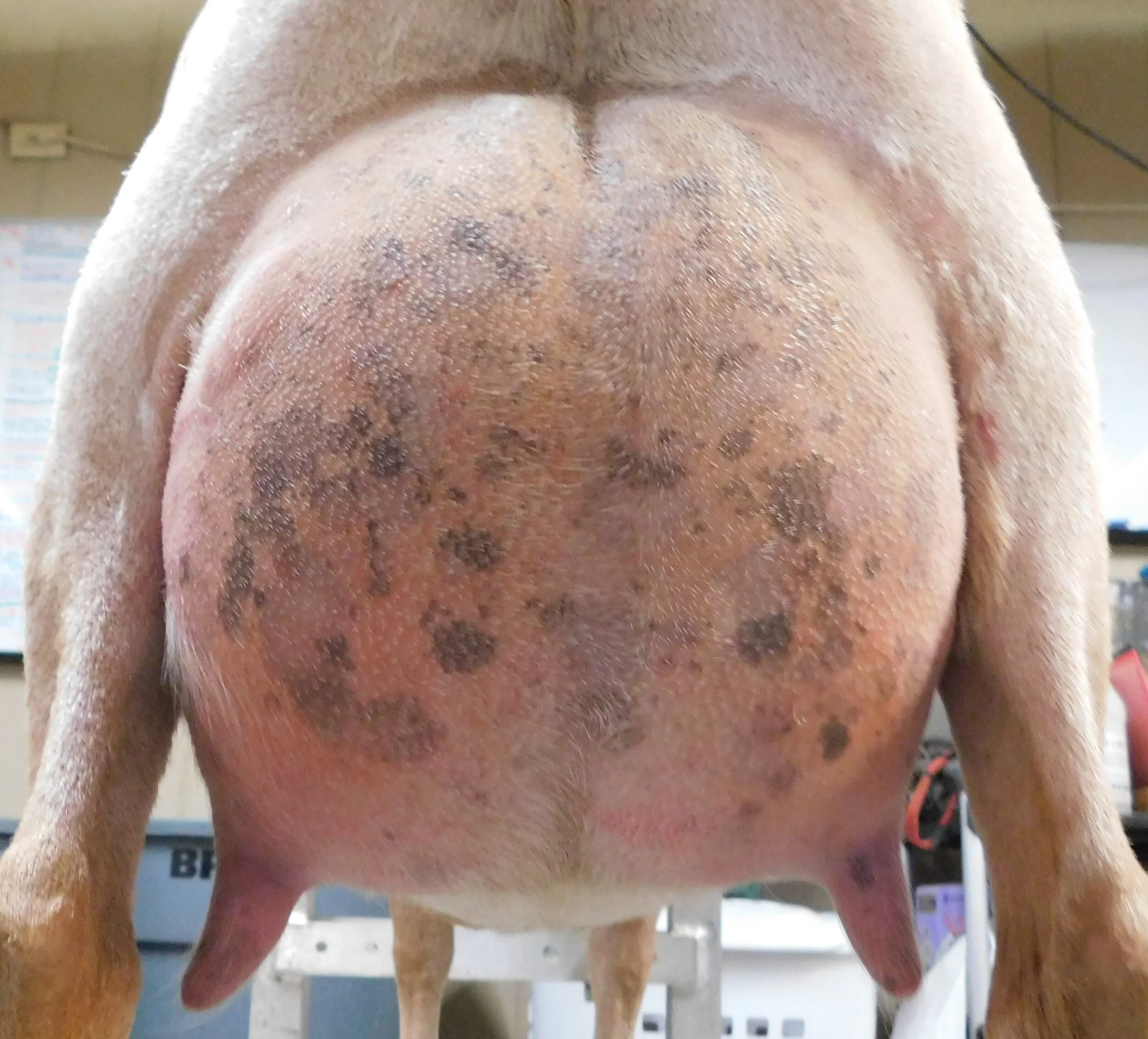 Prior to milk test on 5/31/20