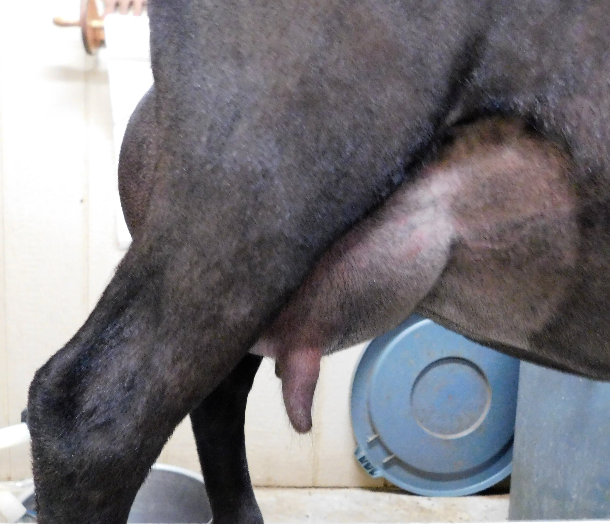 prior to milk test 5 31 20