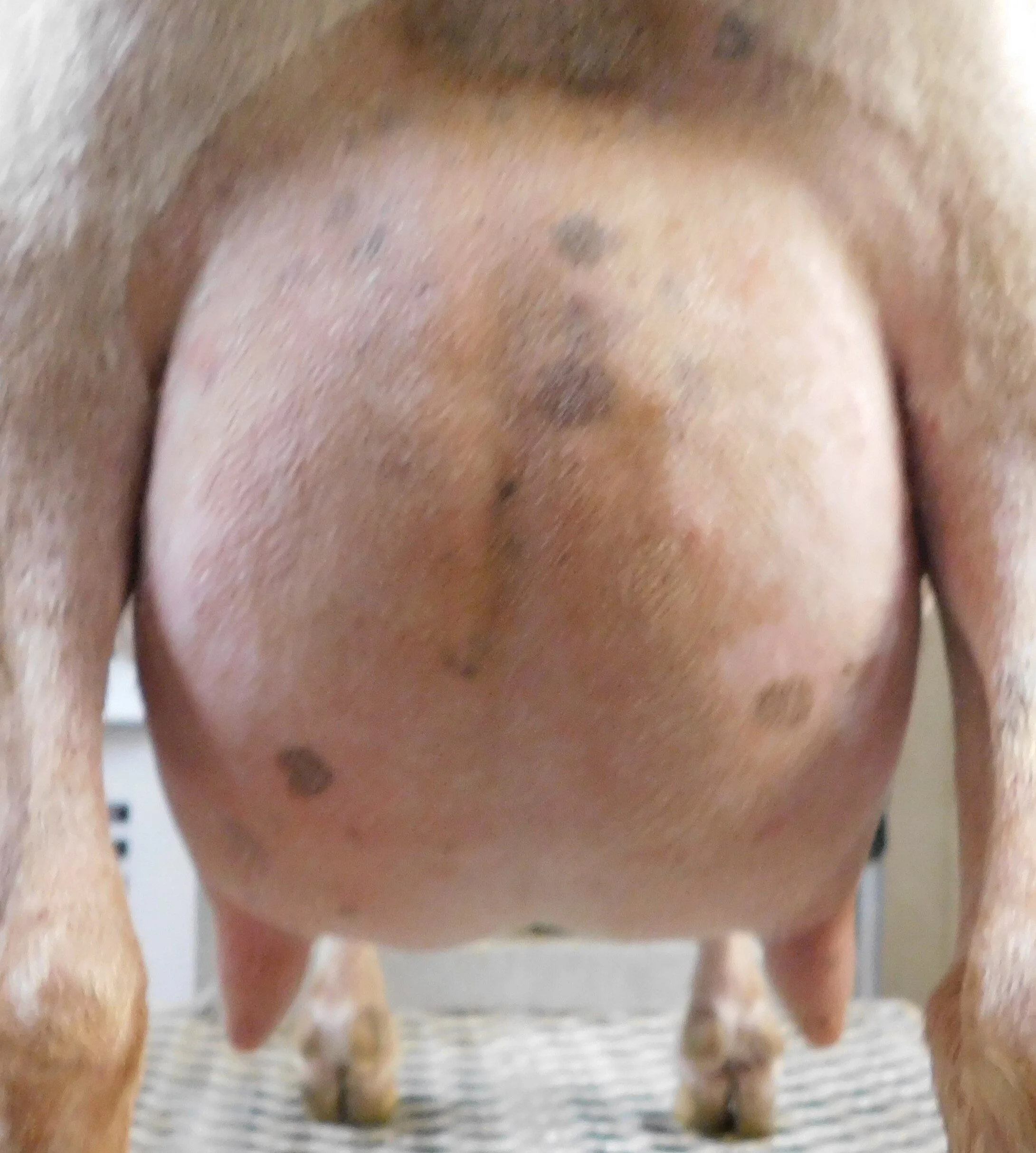 prior to milk test 5/31/20 as a first freshener