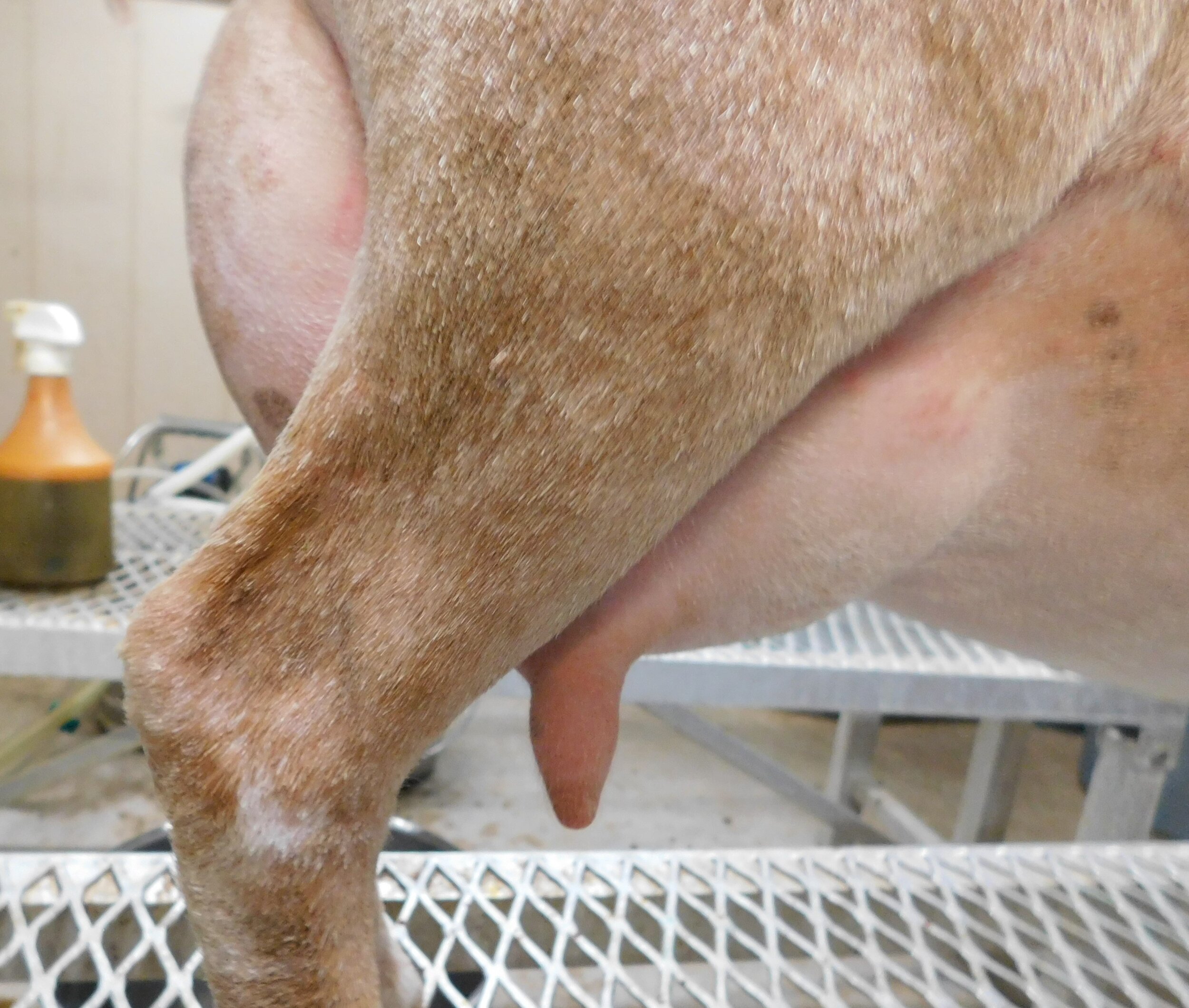 prior to milk test 5/31/20 as a first freshener