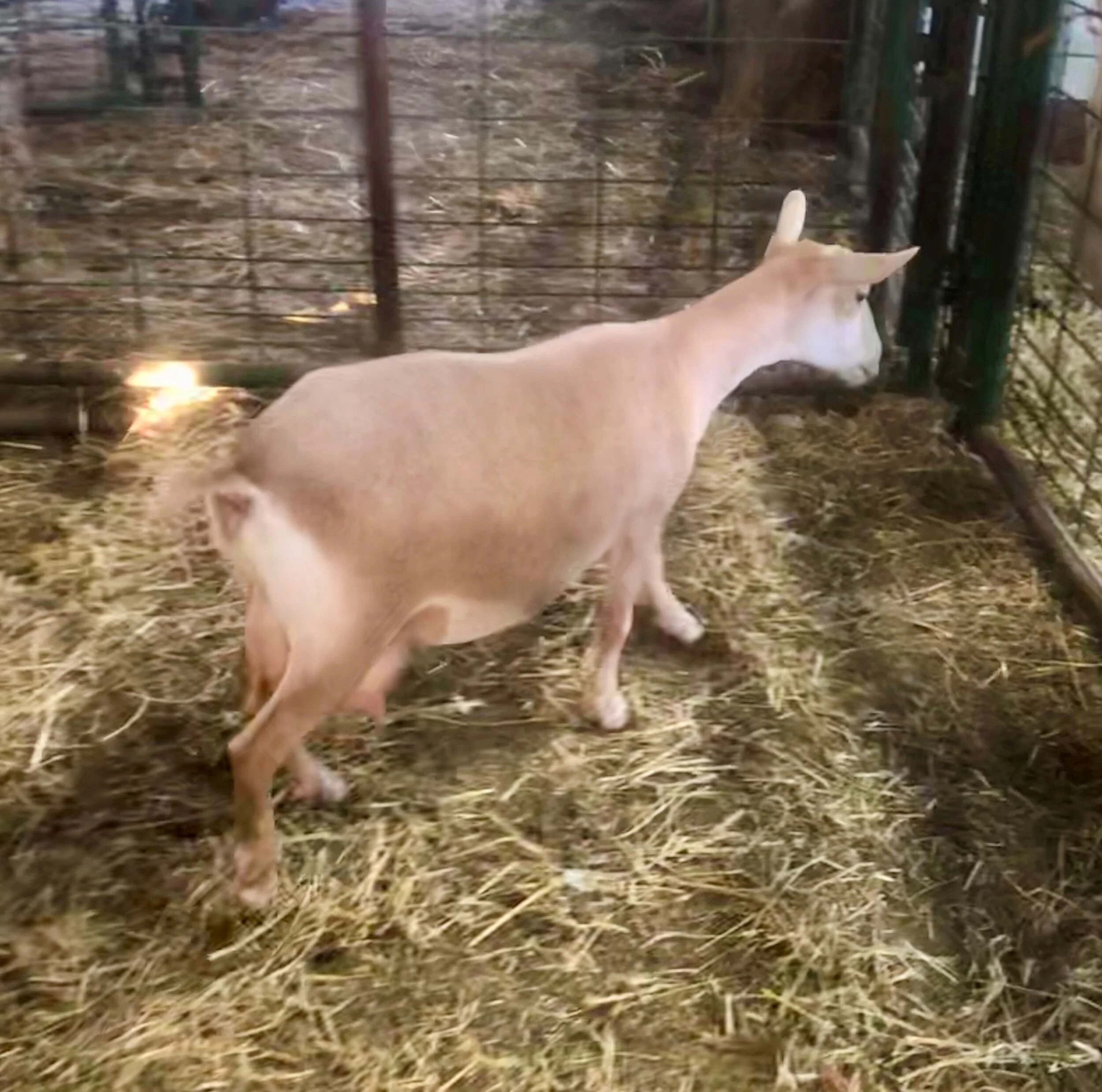 prior to milk test 5/31/20