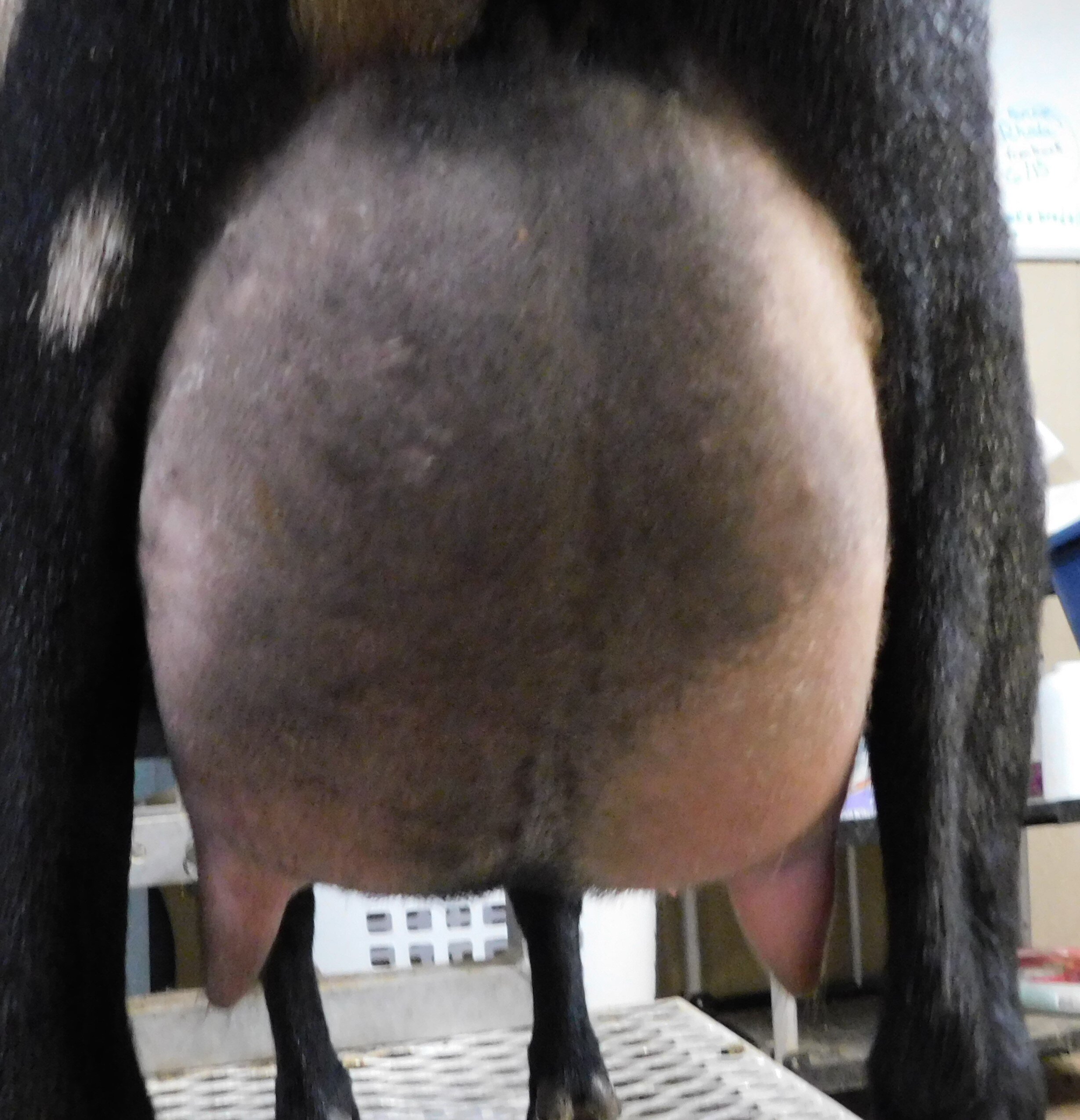 prior to milk test 5/31/20