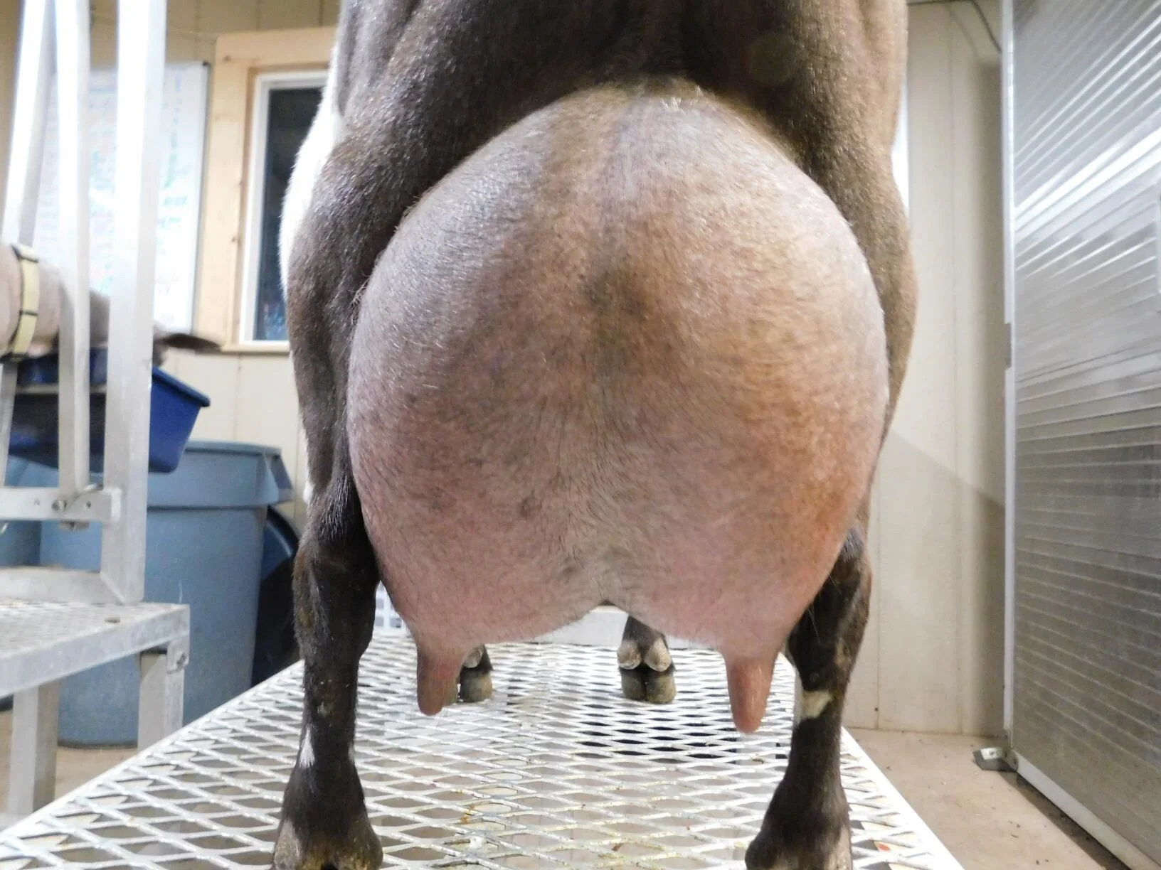 prior to 5/31/2020 milk test