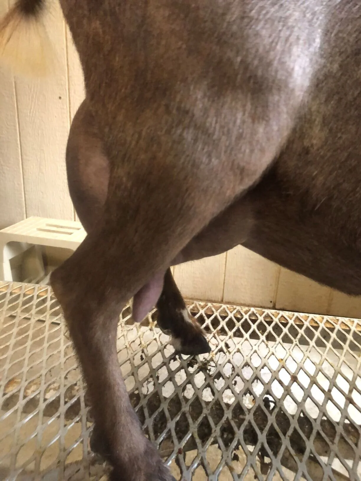 7/7/2020 prior to milk test