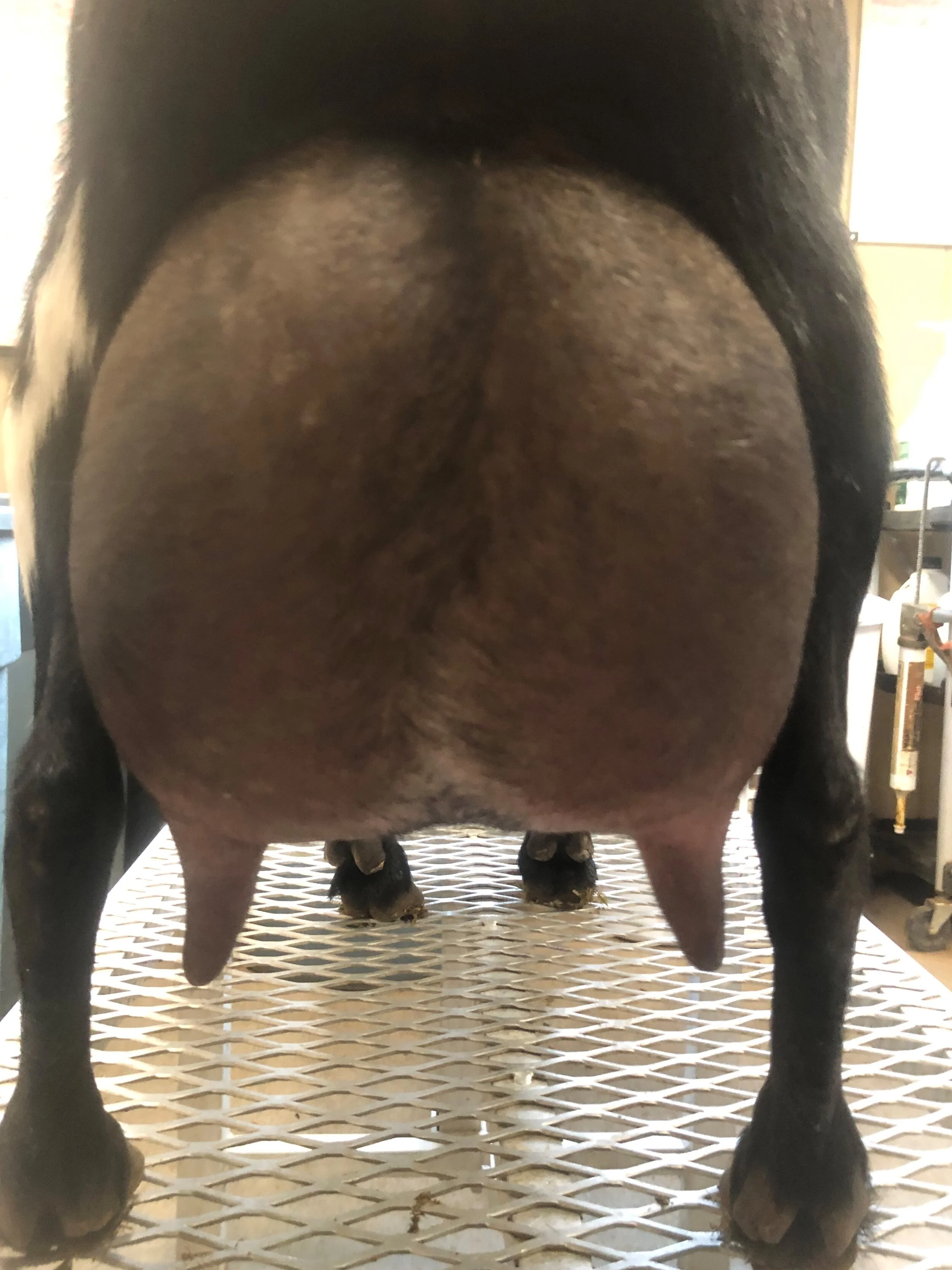 12 hour udder prior to milk test 8/7/2020