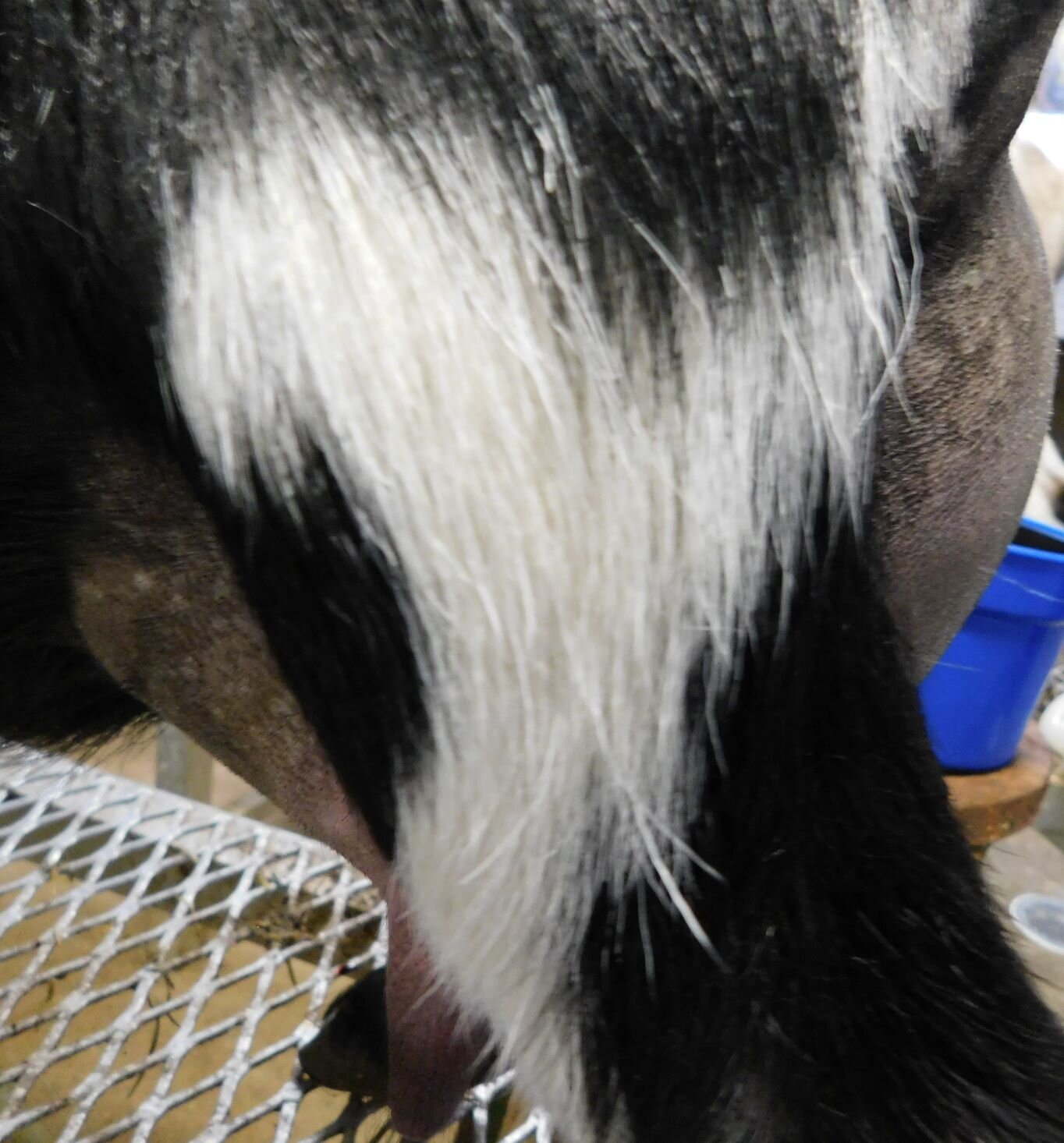 12 hour udder prior to July 2020 milk test