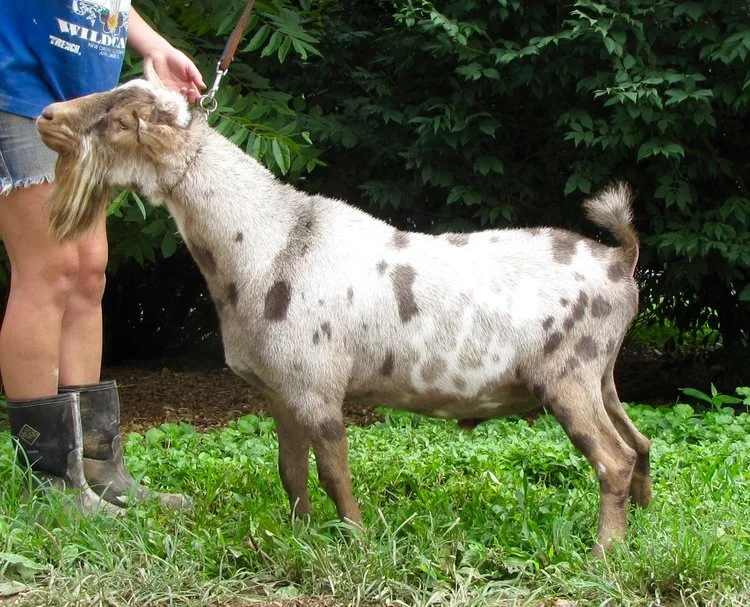 Junior photo from Sinai Thunder website. (photo credit to Jill Maple)