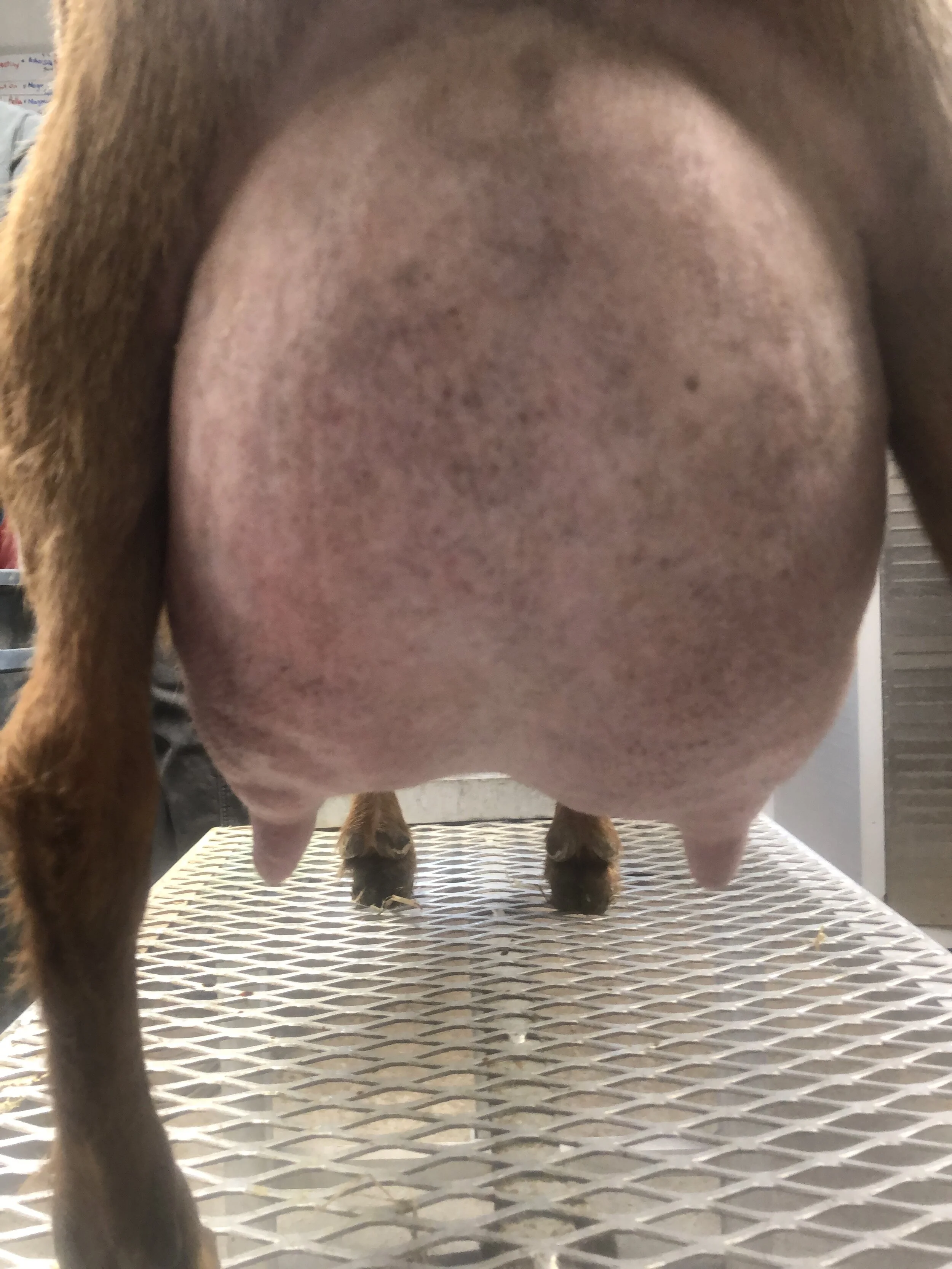 12 hour udder 3/3/21