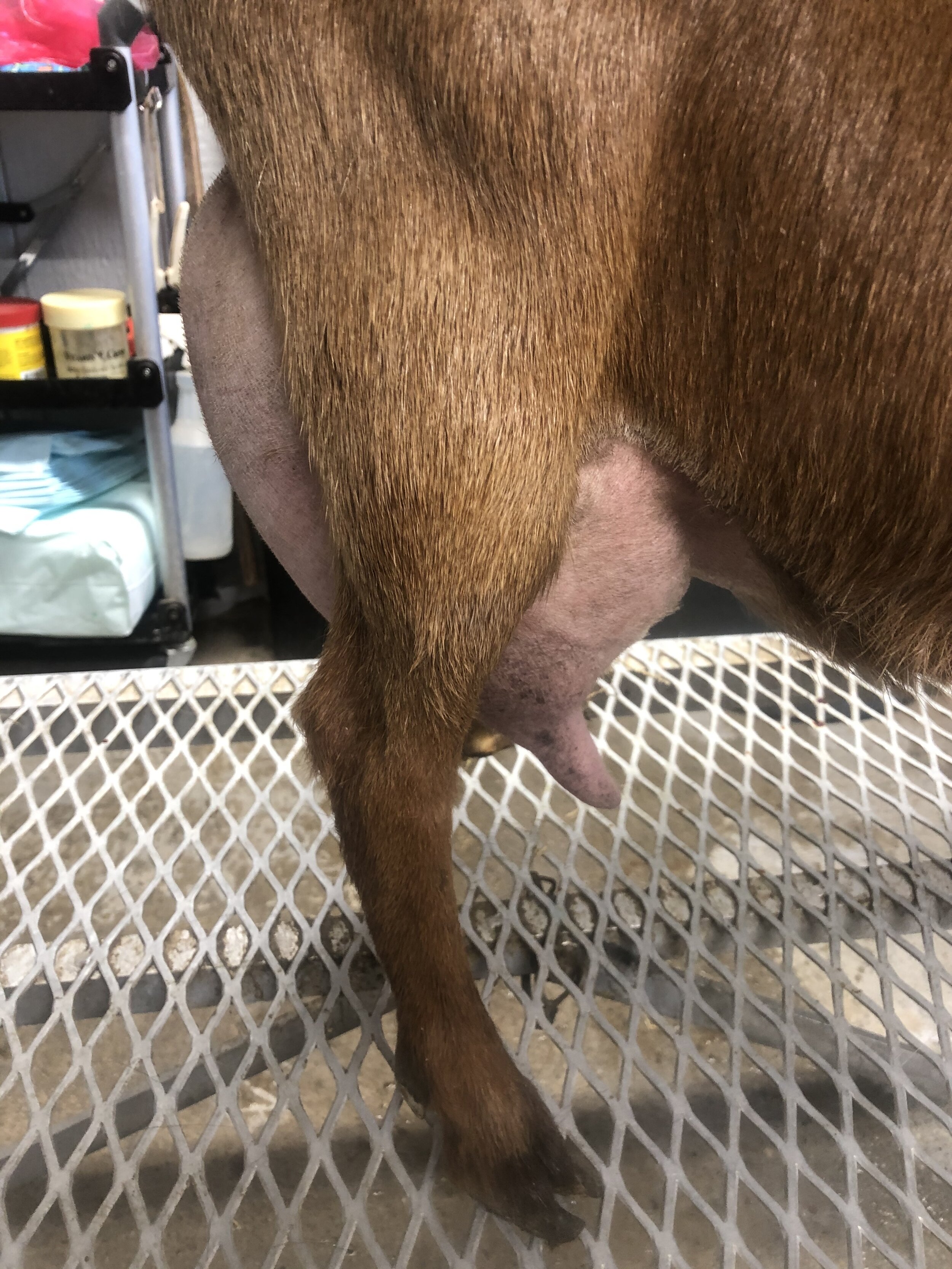 12 hour udder 3/3/21