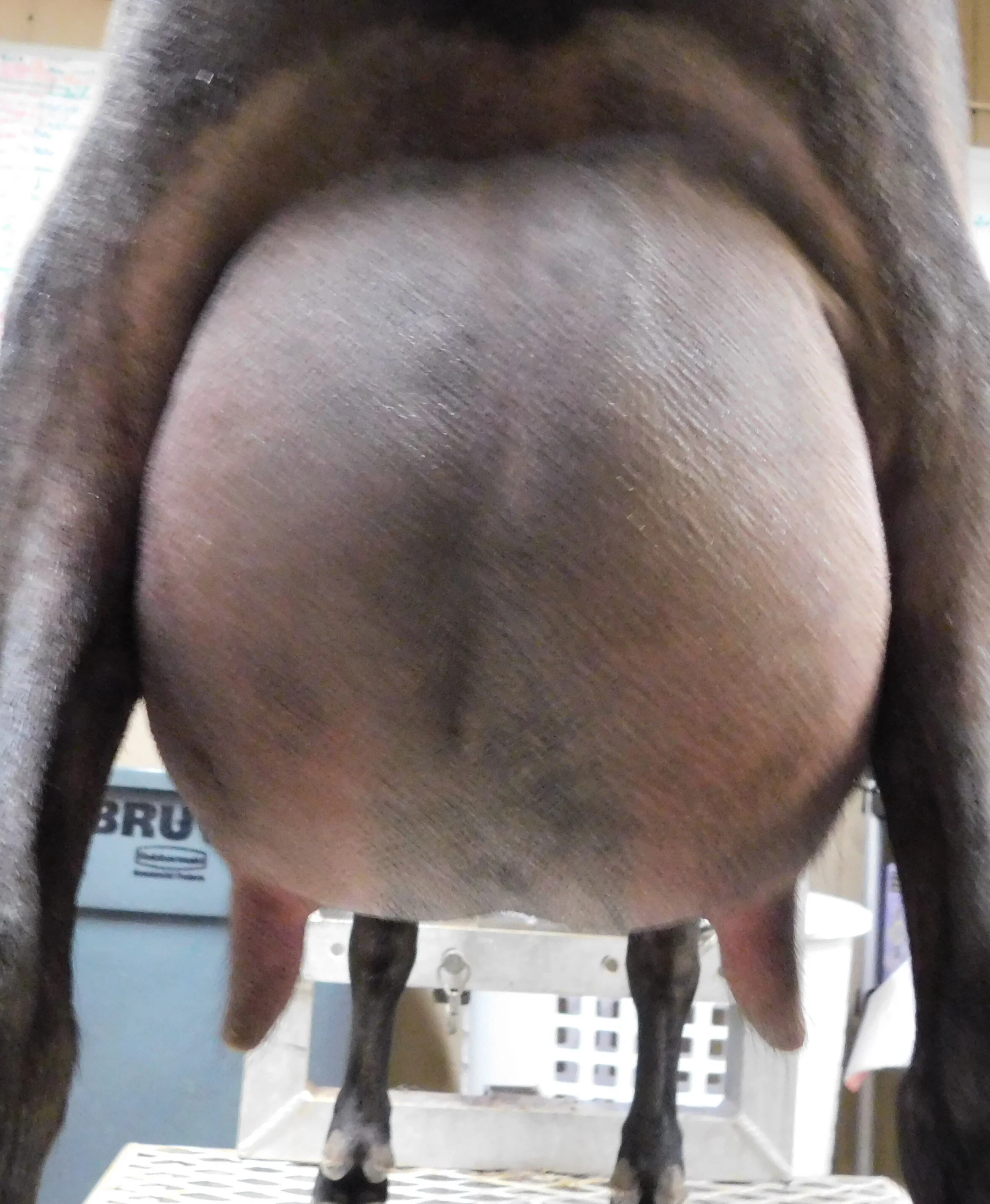 First freshener udder prior to milk test 5/31/20