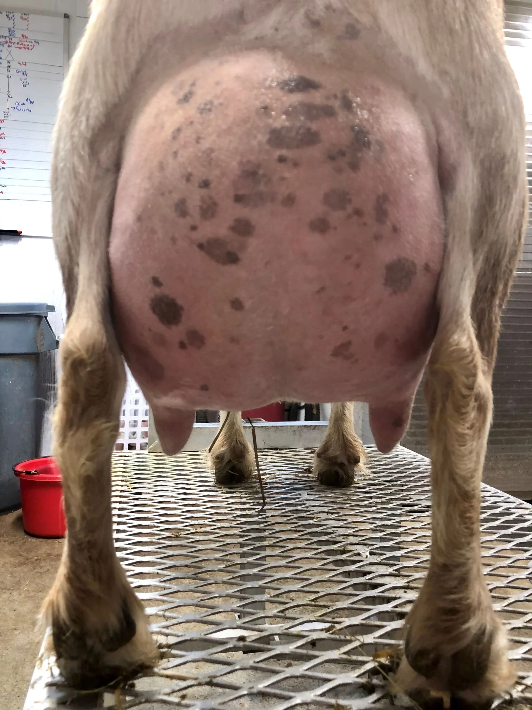 Prior to milk test in April 2021 - 12 hour fill