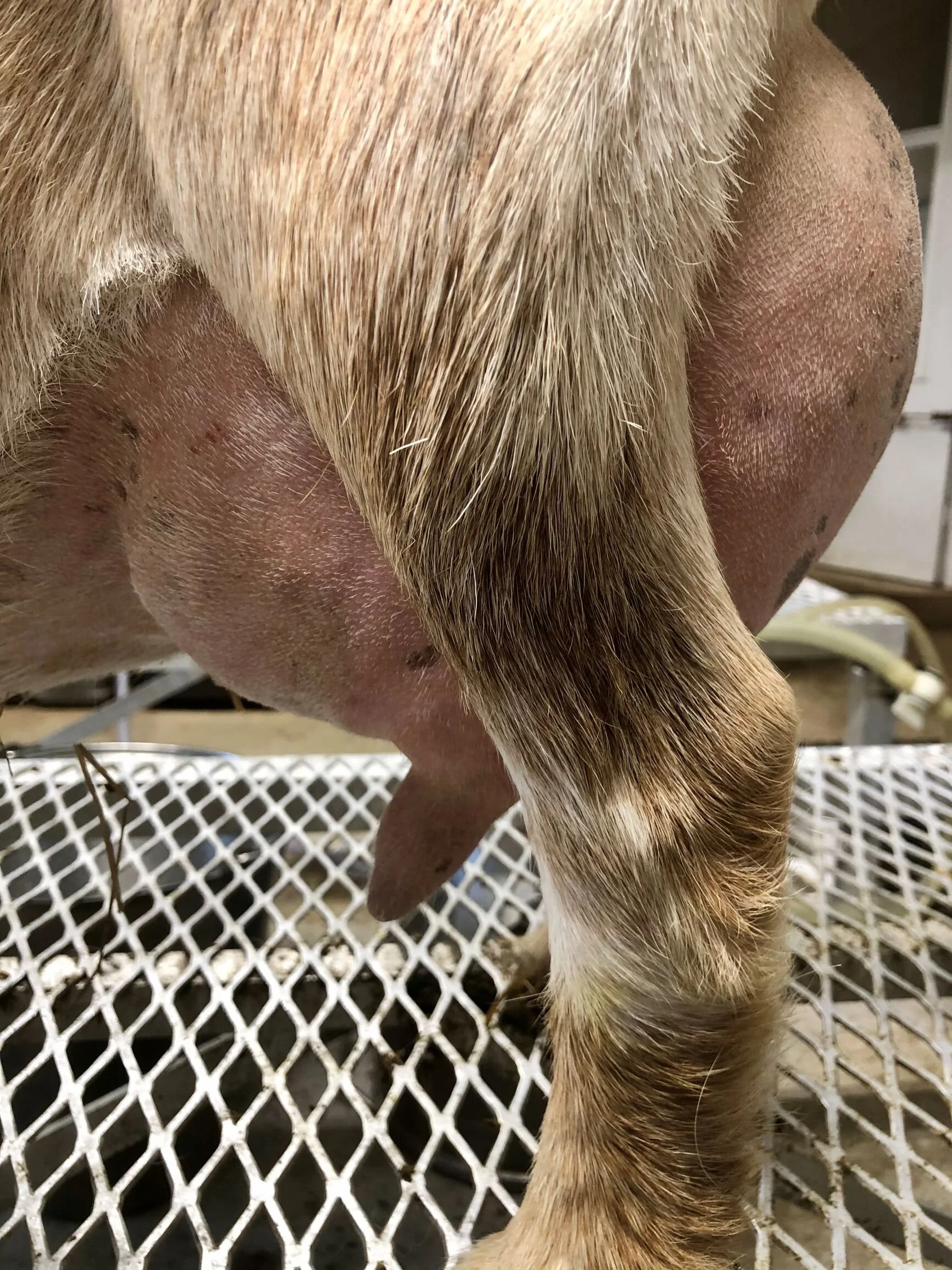 Prior to milk test in April 2021 - 12 hour fill