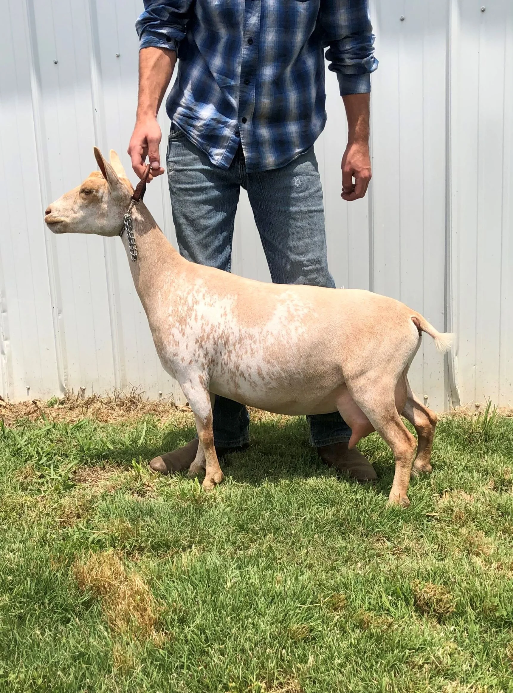 Versailles as a First Freshener 6/1/2021