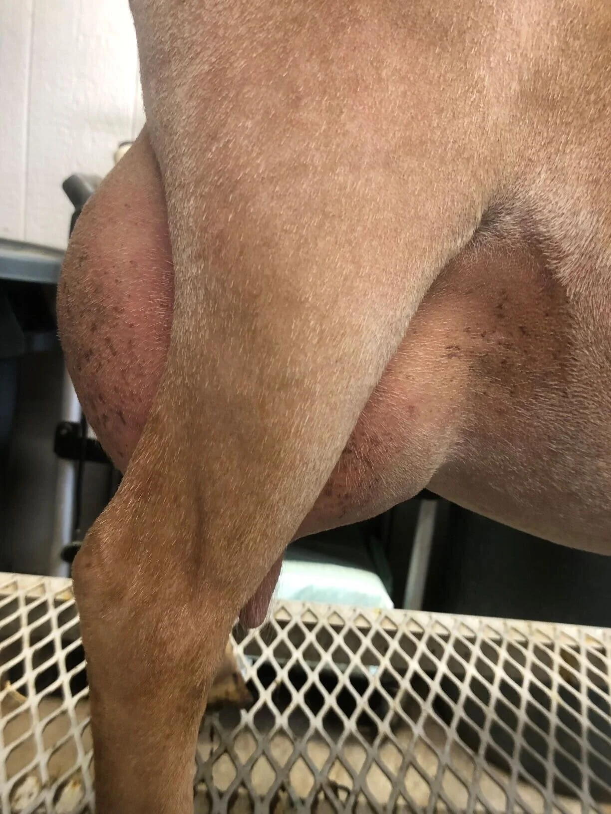 Rosalia side udder prior to milk test 7/14/2021