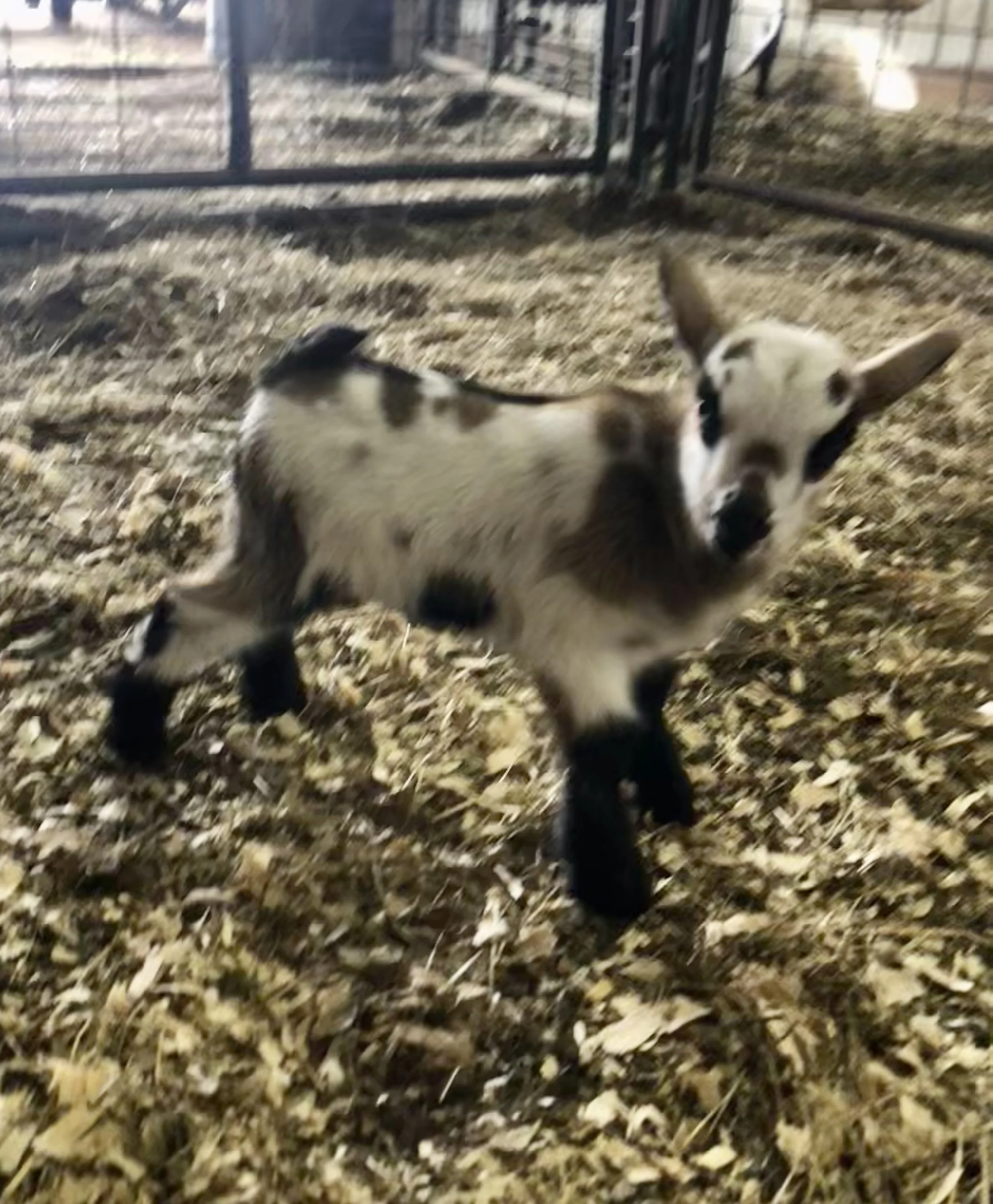 Apollo Goats Cedar View Apollo *B — Cedar View Nigerian Dwarf Goats and Livestock ...