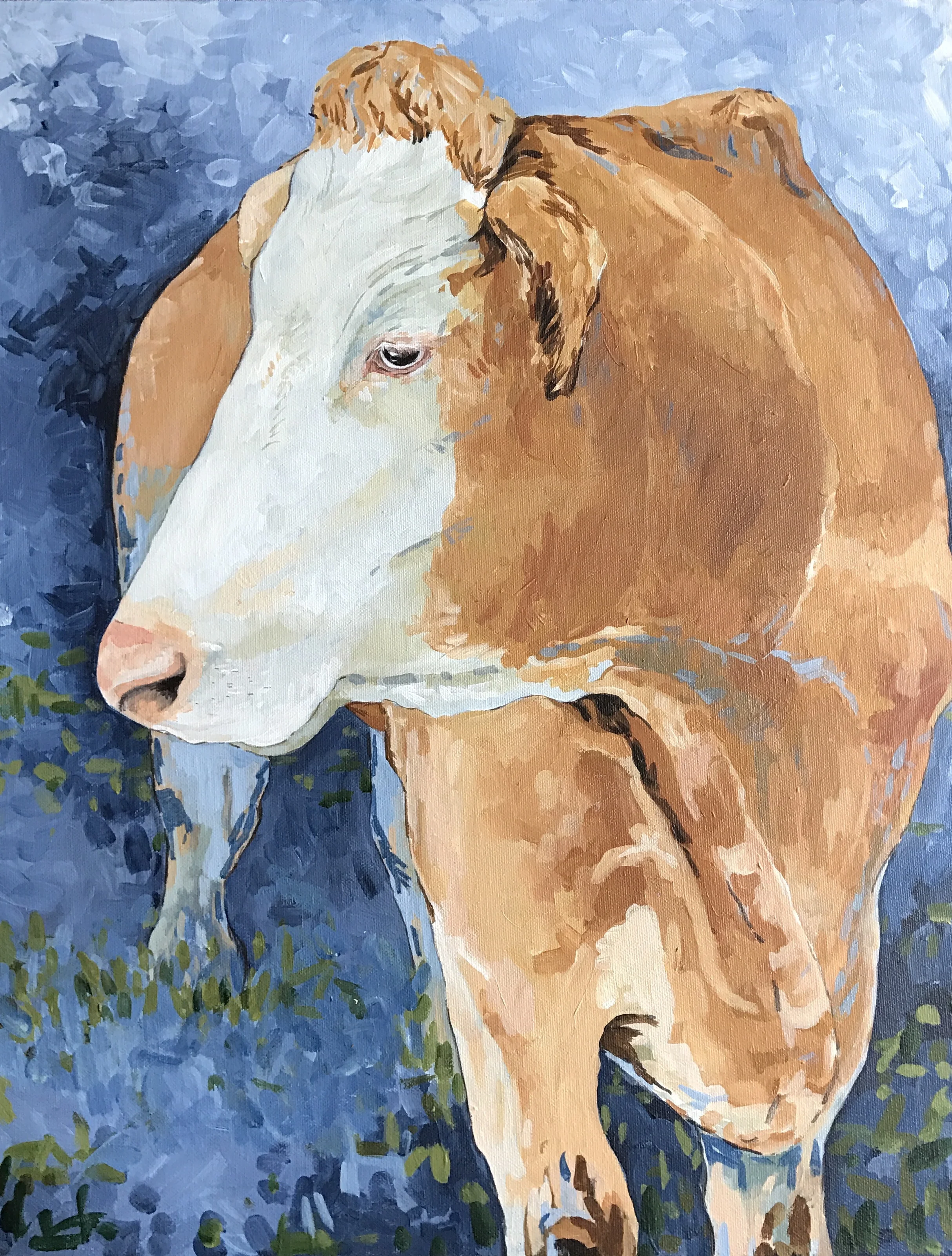 Simmental Cow