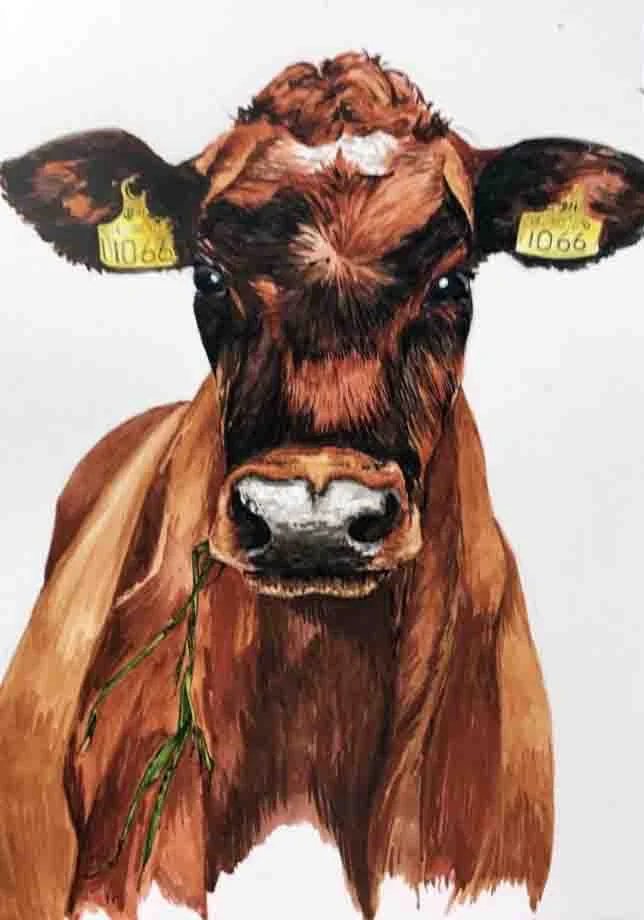 Jersey Cow, Watercolour