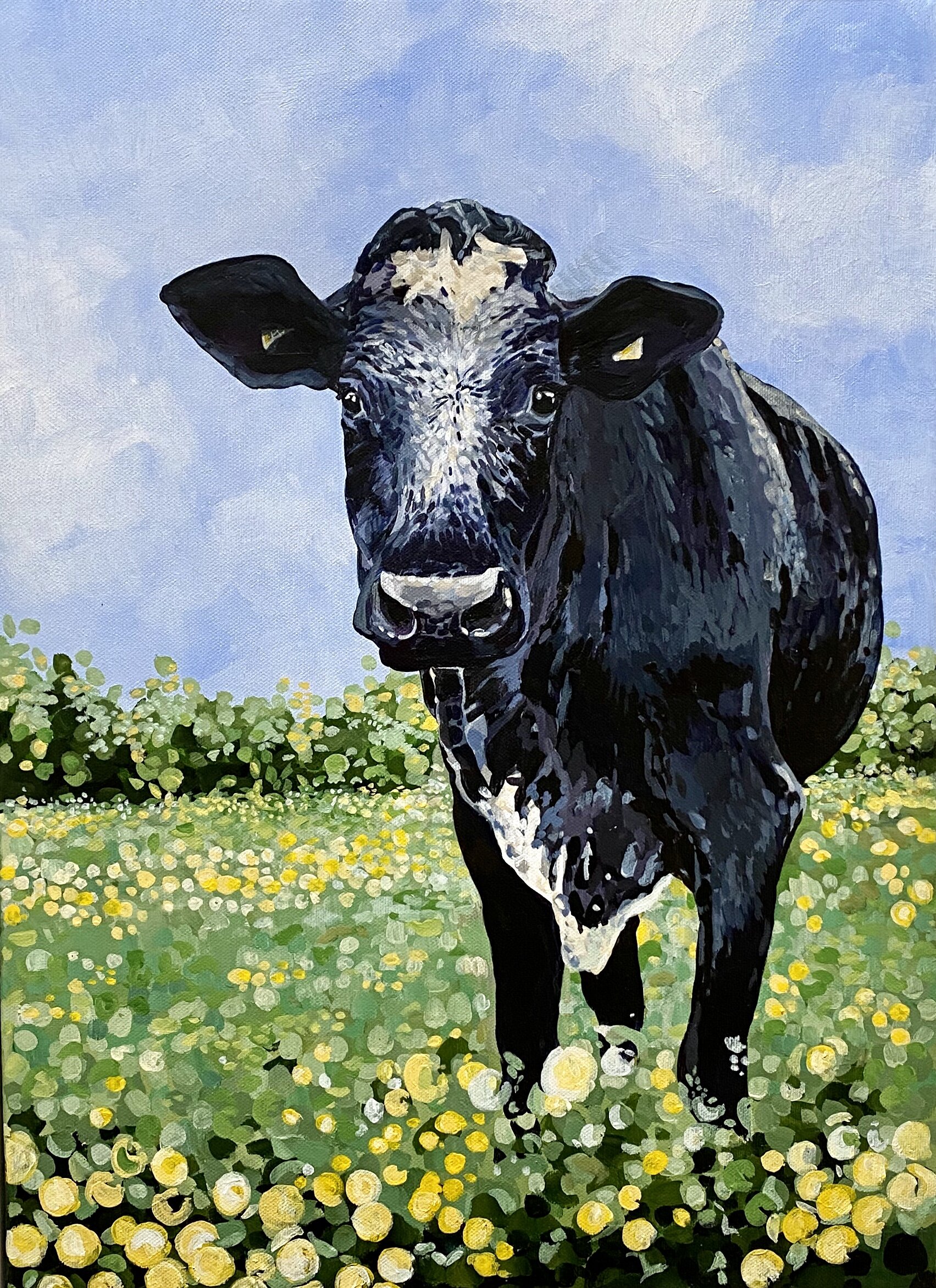 Angus Cow Framed Print