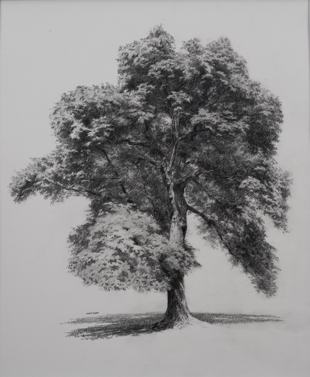   Tree  Graphite 13”X16”  Sold  
