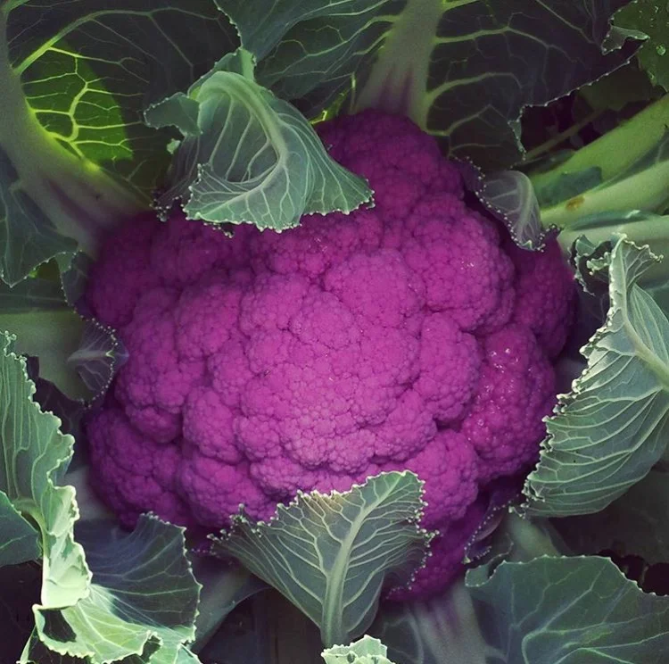 purp.jpg