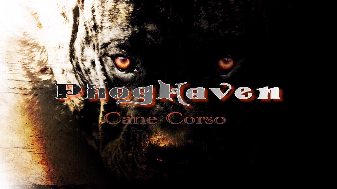 Phoghaven Cane Corso