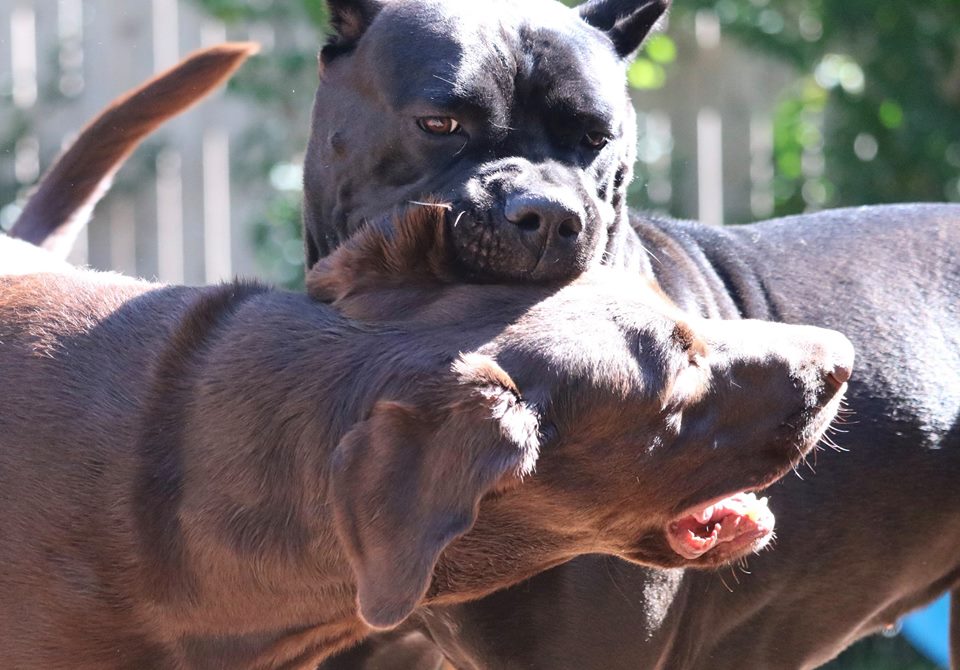 Croppingdocking Cane Corso Phoghaven Cane Corso