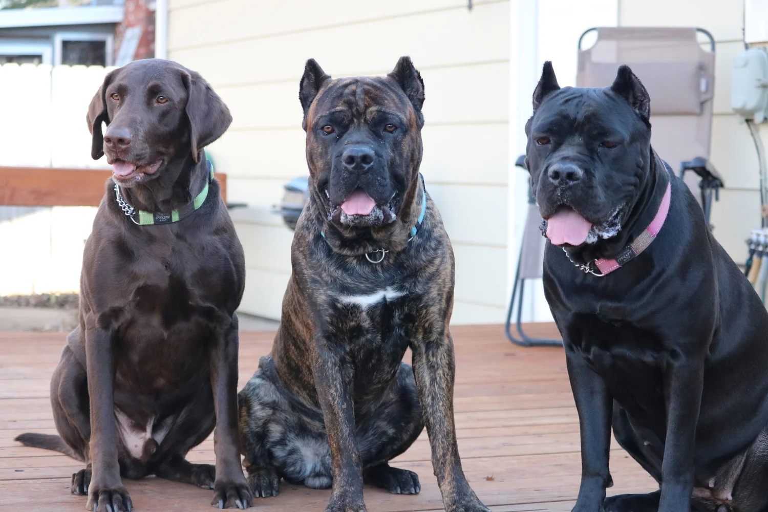 Our Partners — PhogHaven Cane Corso