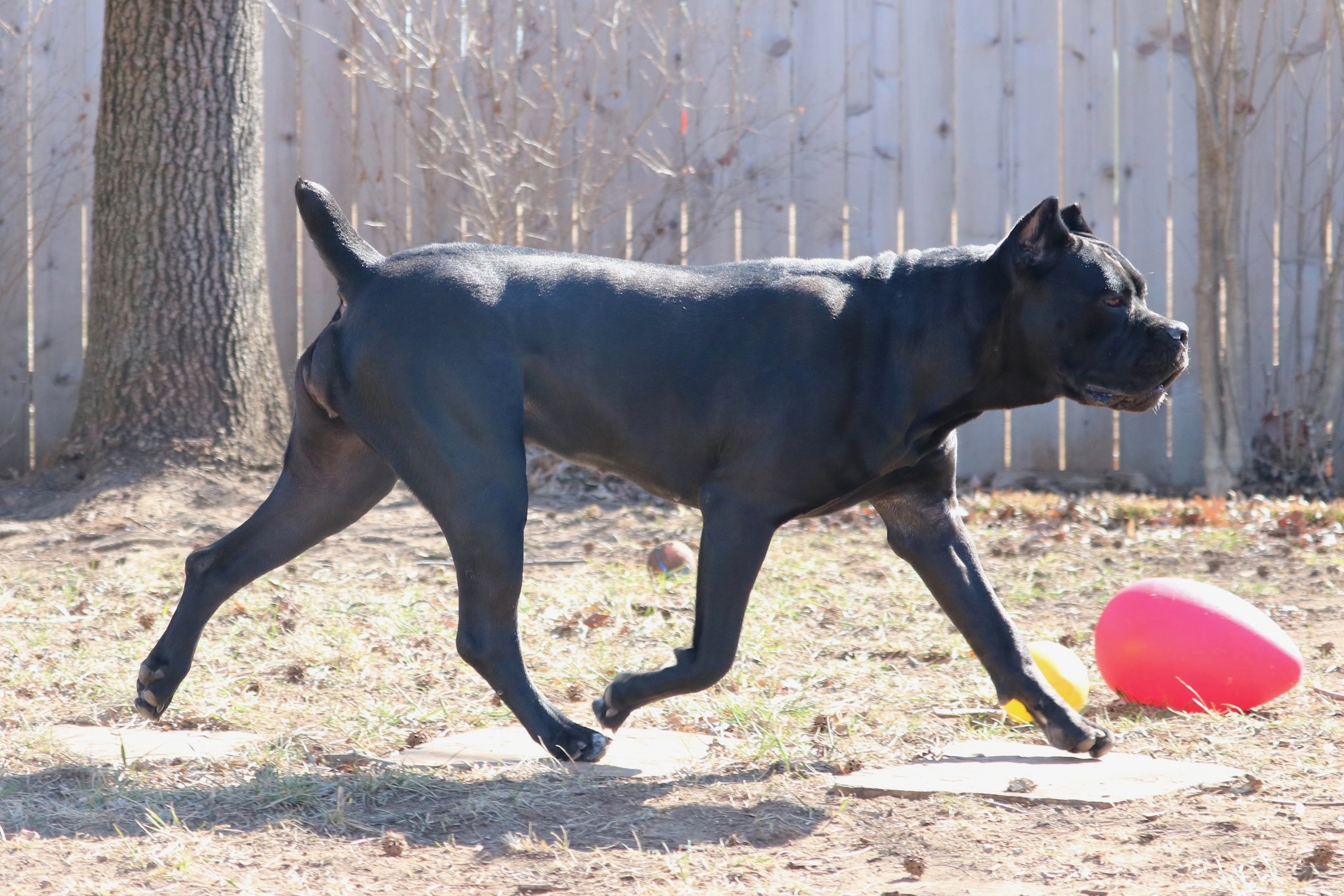 working cane corso kennels