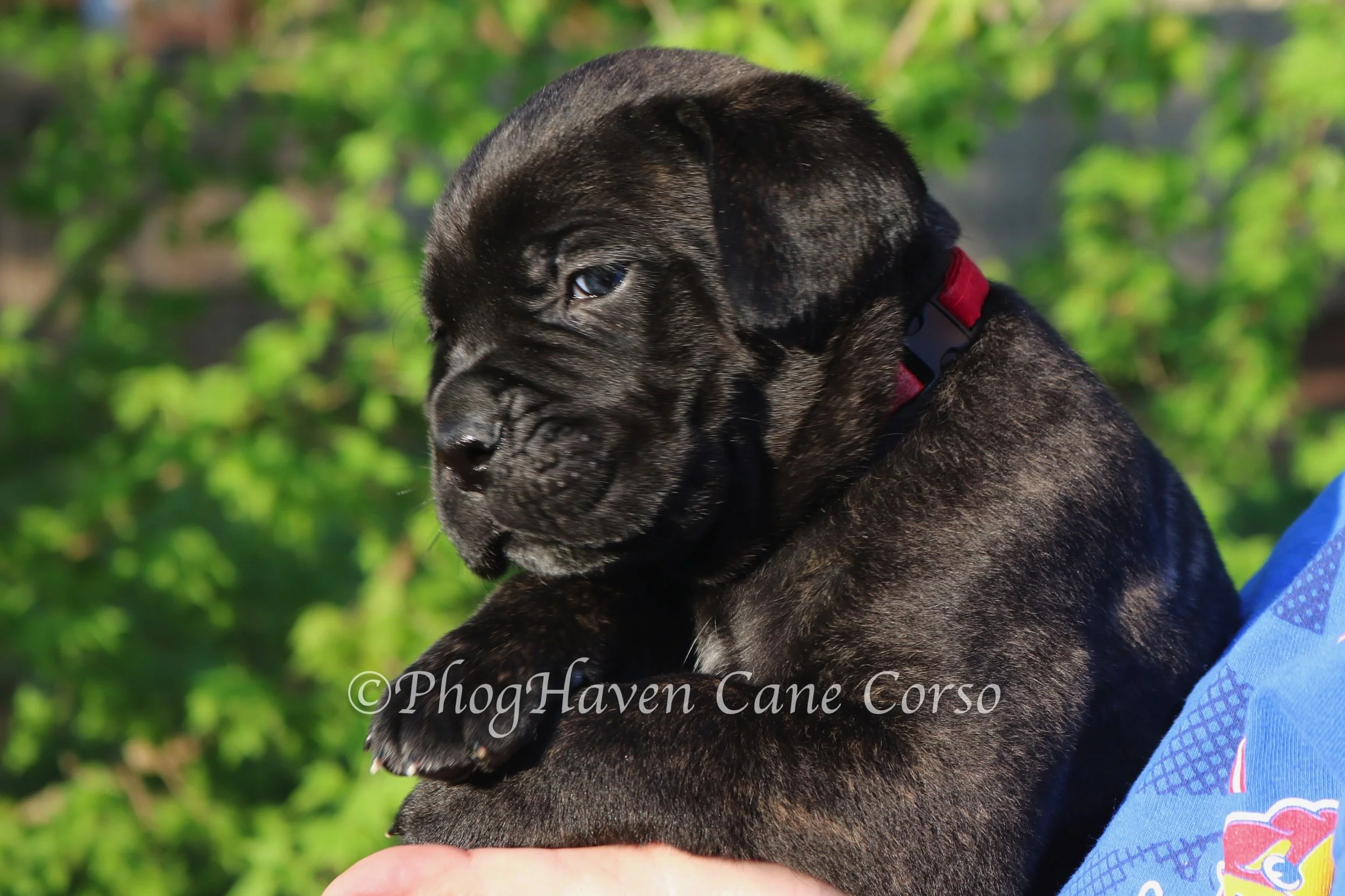 Red Male - 4 weeks old