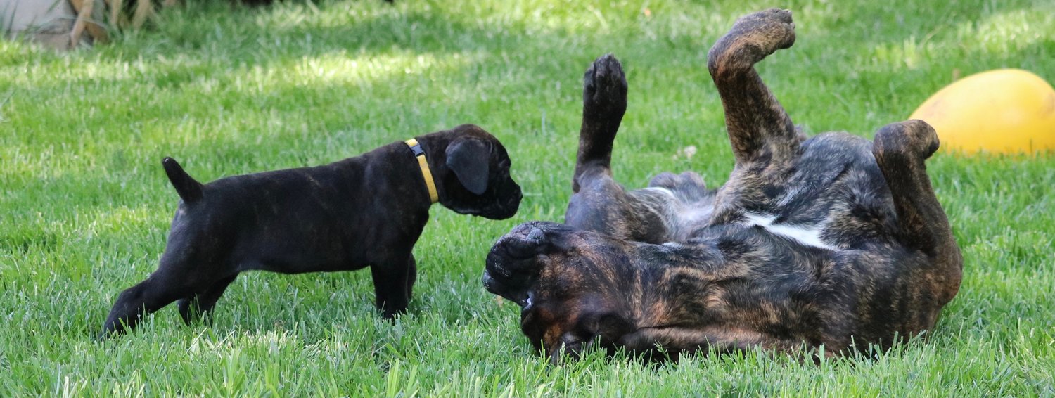 Puppy Growth Periods — PhogHaven Cane Corso