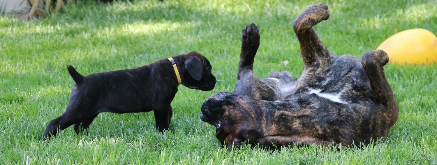 Puppy Growth Periods Phoghaven Cane Corso