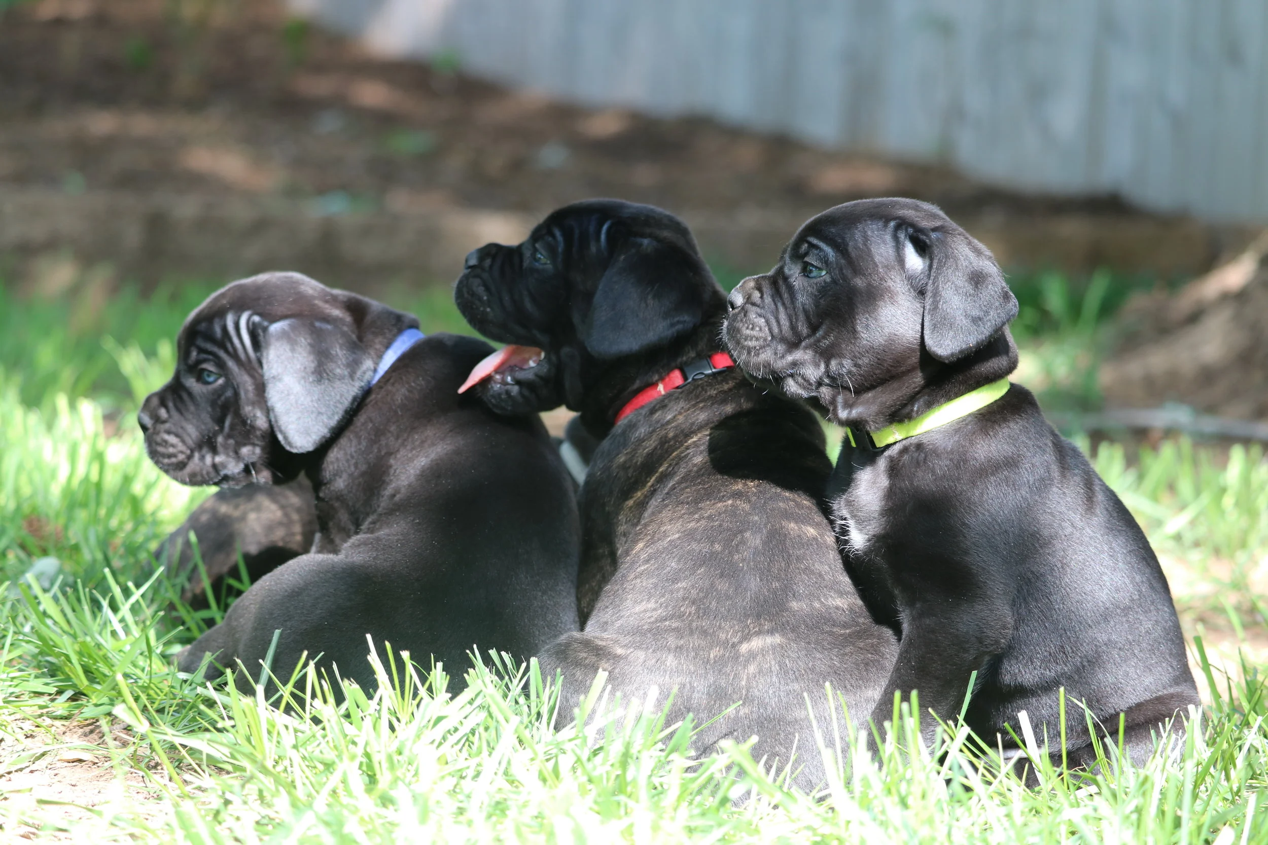 About Cane Corso - THOROUGHBRED CANE CORSO