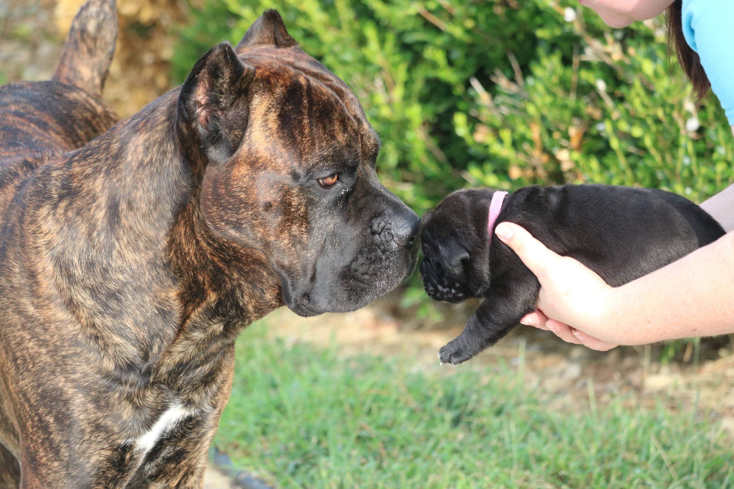 Phoghaven Cane Corso