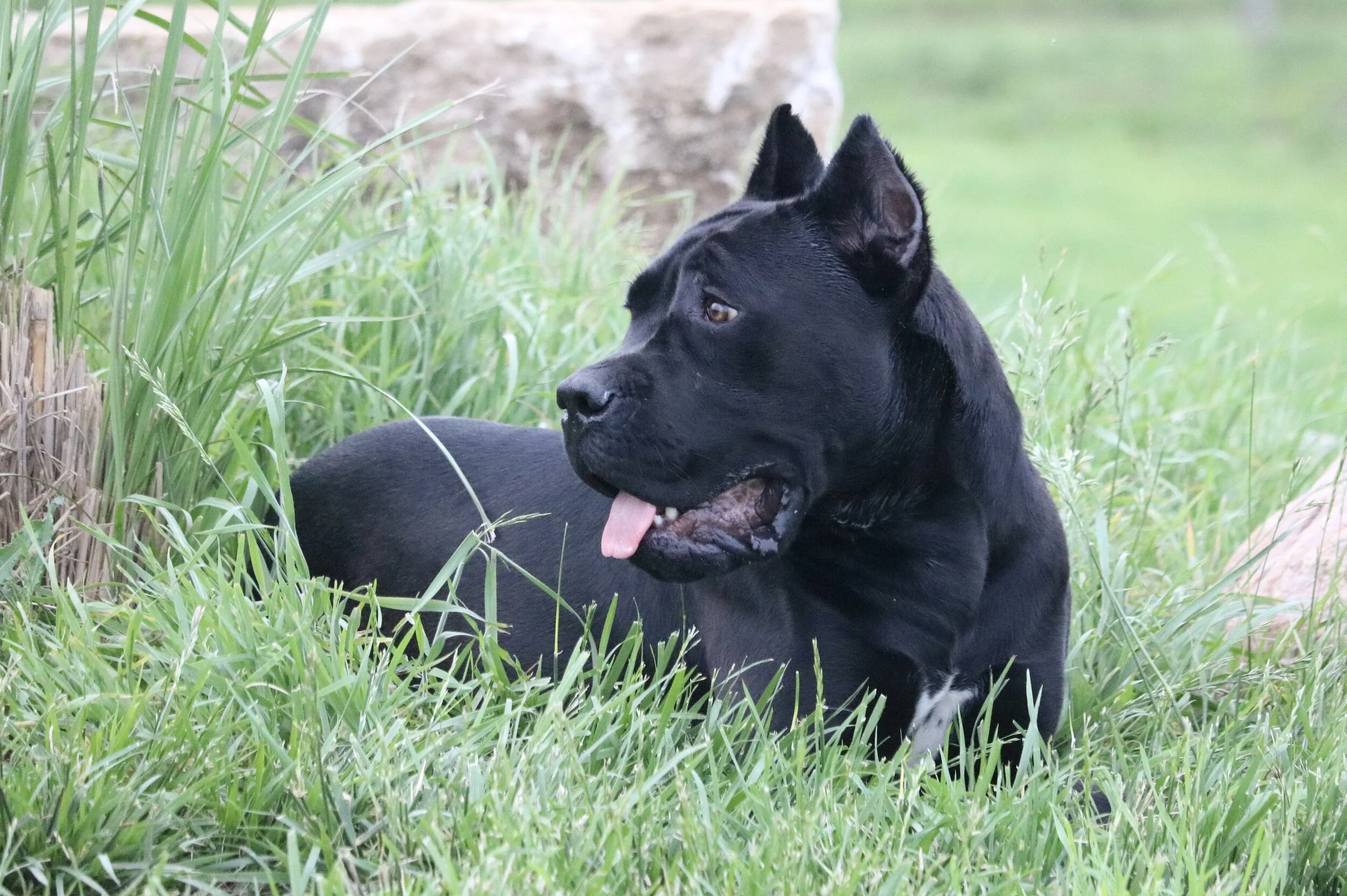 ivy league cane corso
