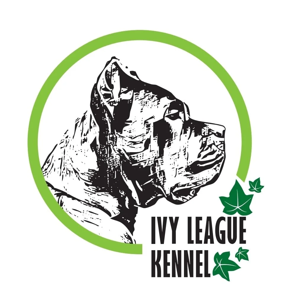 ivy league cane corso