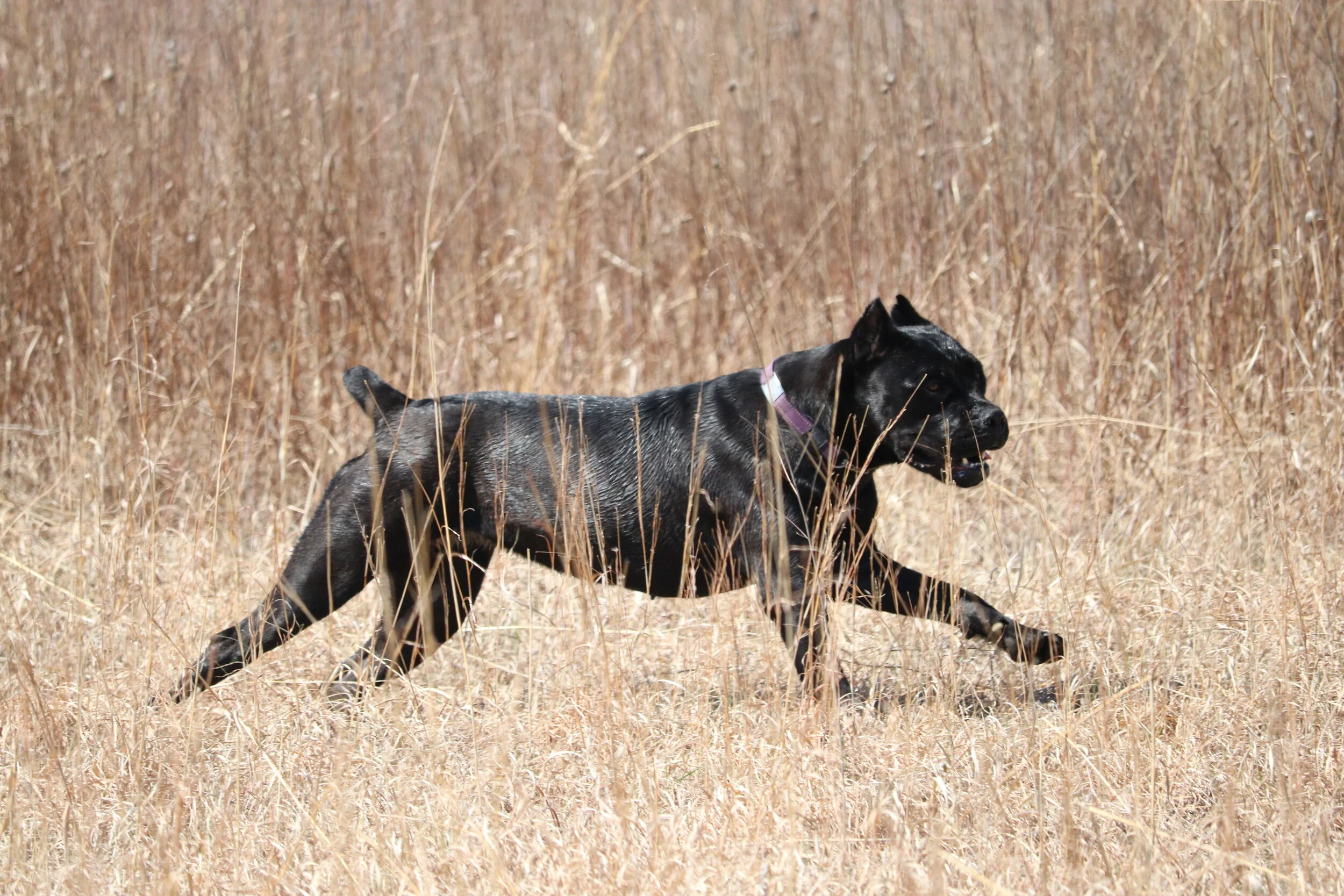 ivy league cane corso